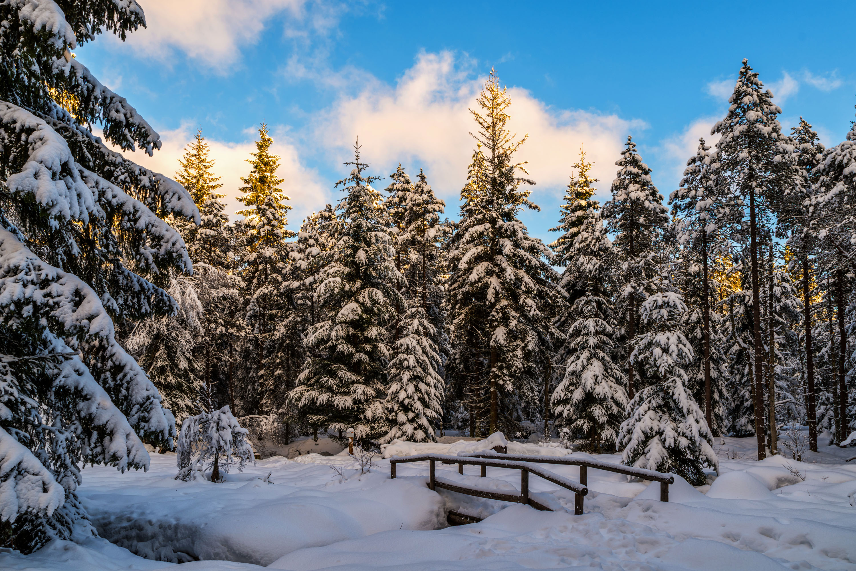 Картинки Зима В Лесу