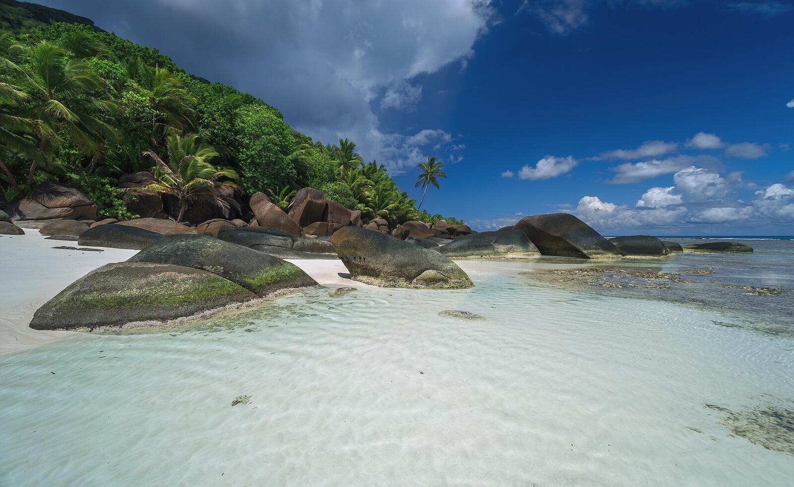 Обои берег Сейшельские острова пальмы на рабочий стол