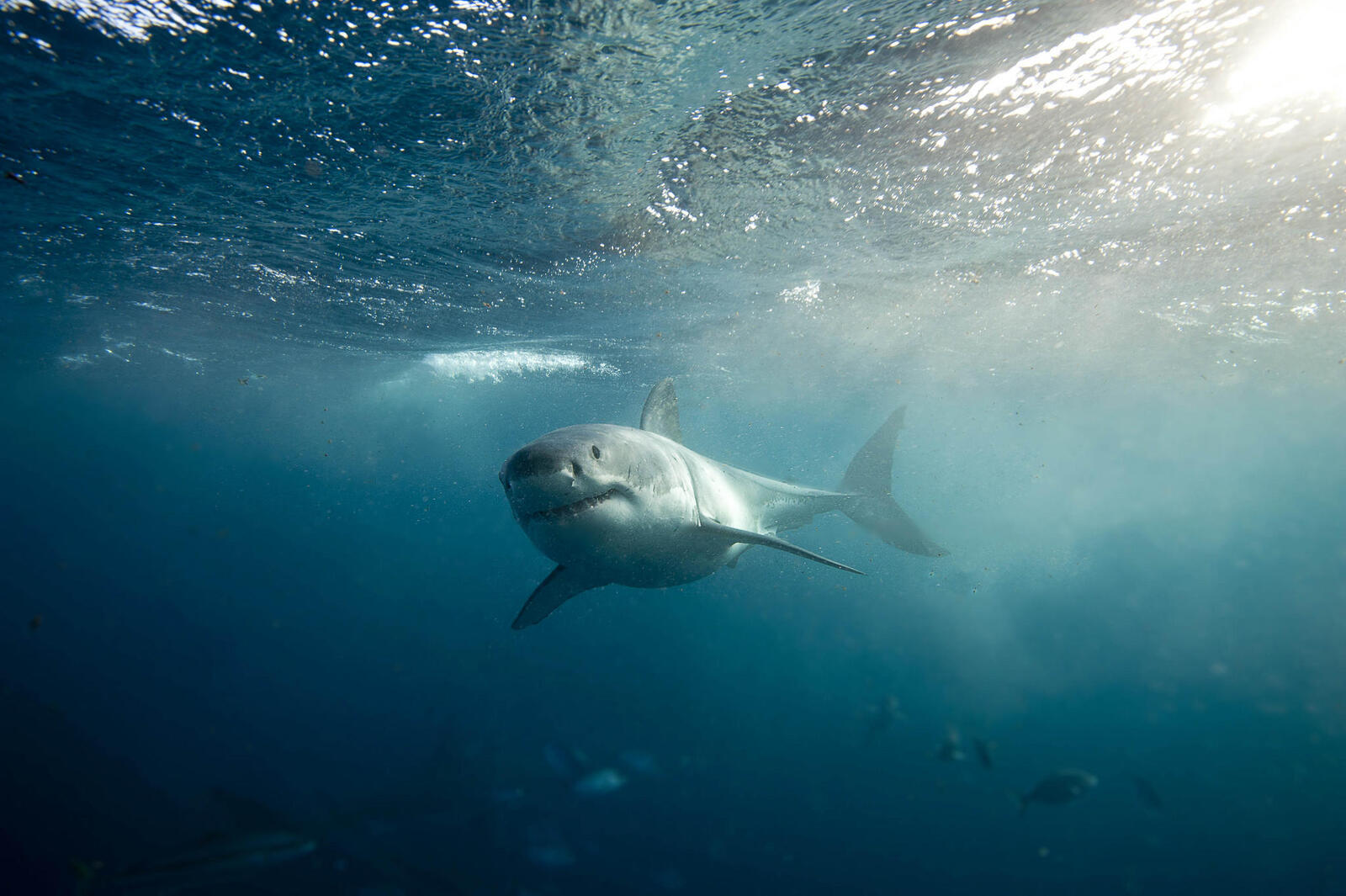 Обои волны акула подводный мир на рабочий стол