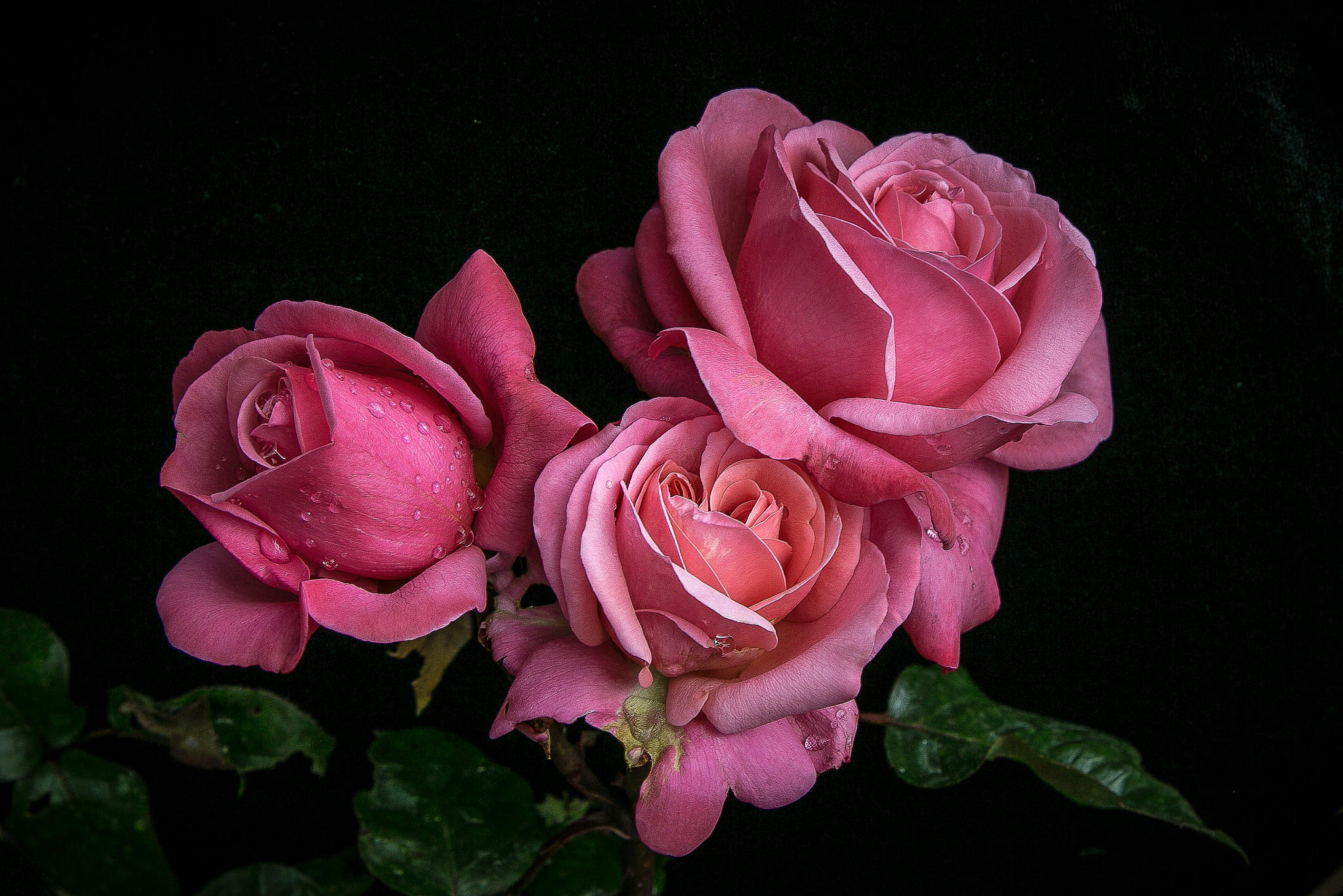 桌面上的壁纸玫瑰 粉红玫瑰 植物群
