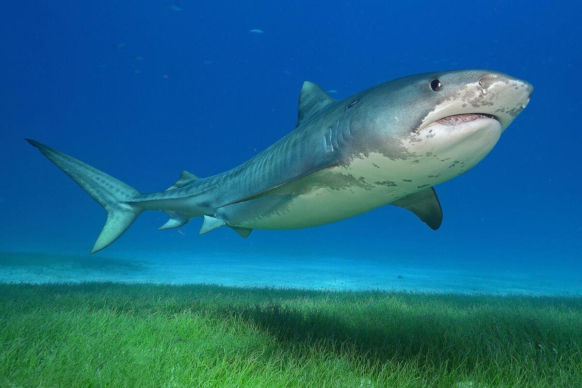 Screensaver shark, sharks on your phone