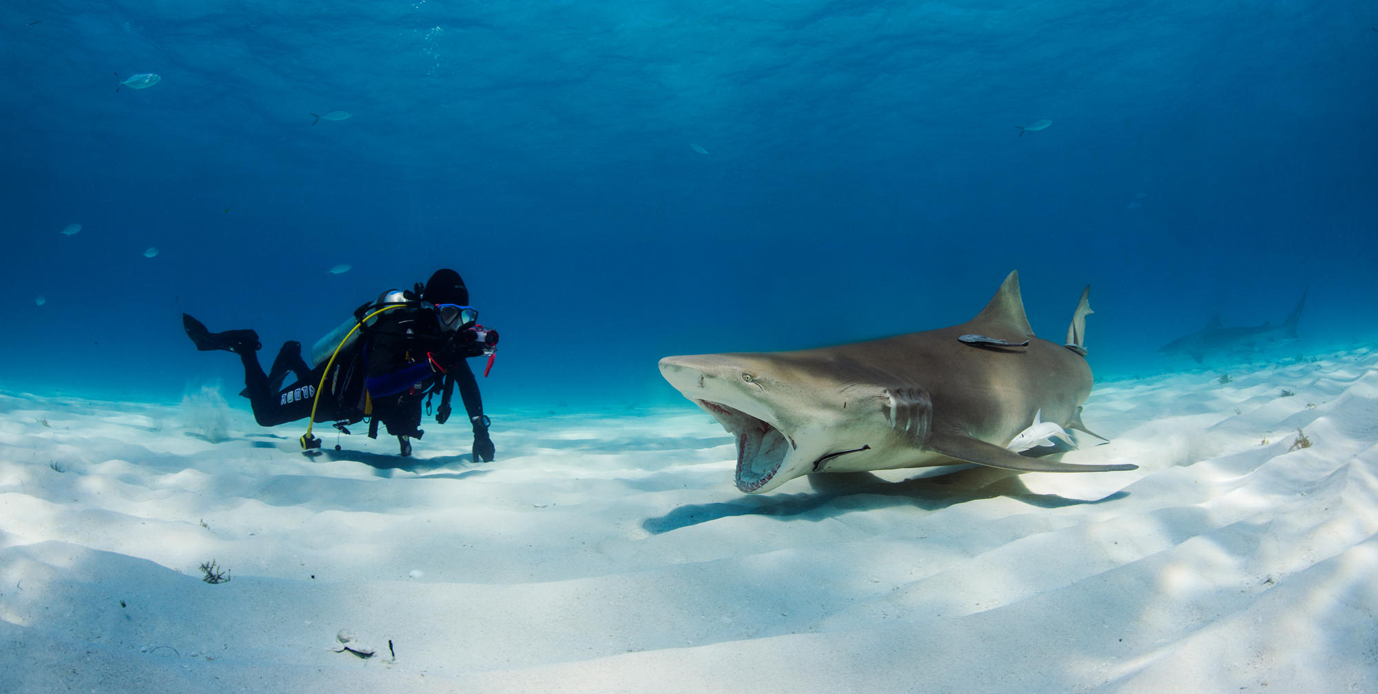 Бесплатное фото Скачать акулы, морские обитатели картинку