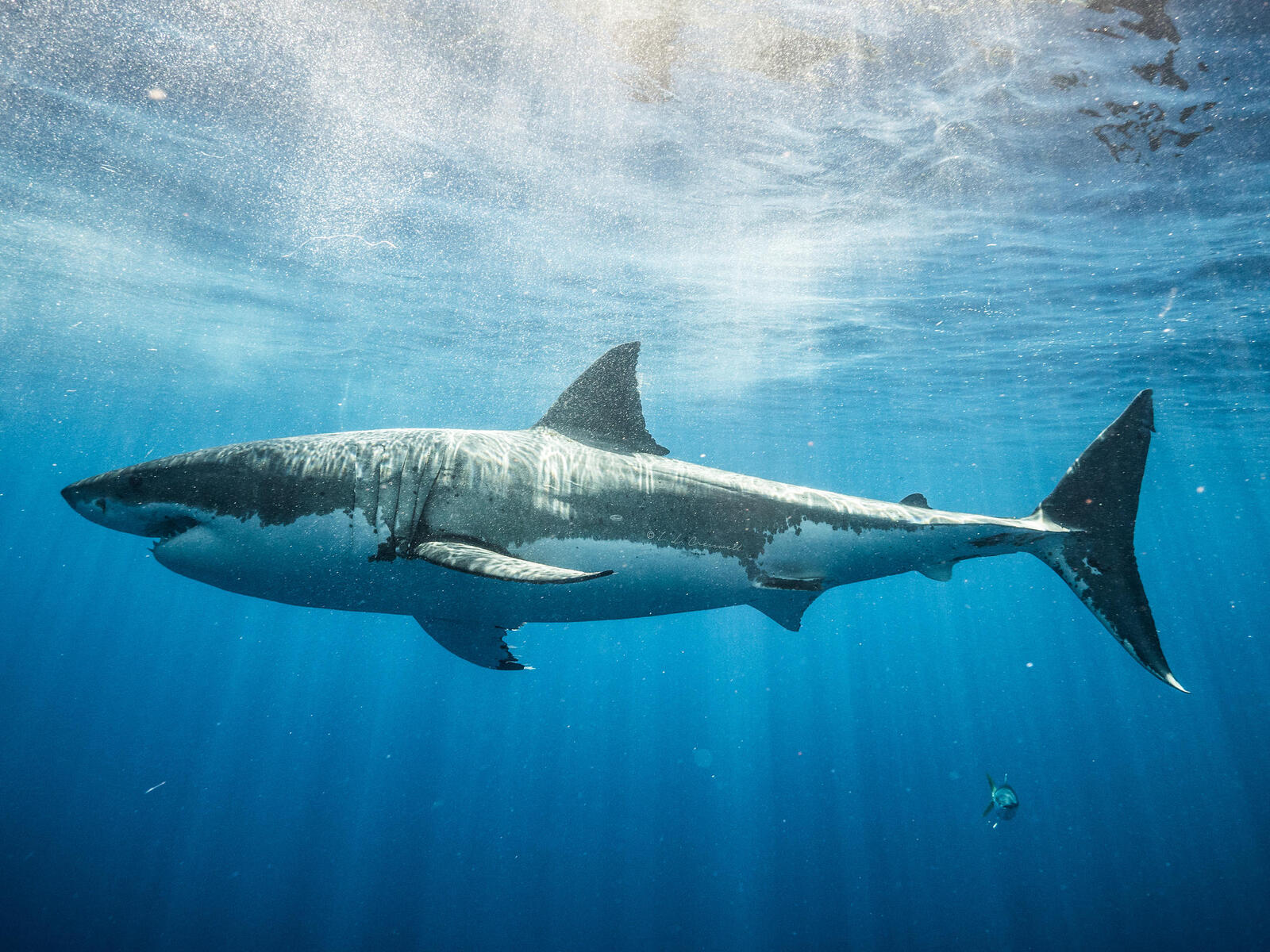 Бесплатное фото Заставка море, акулы на андроид
