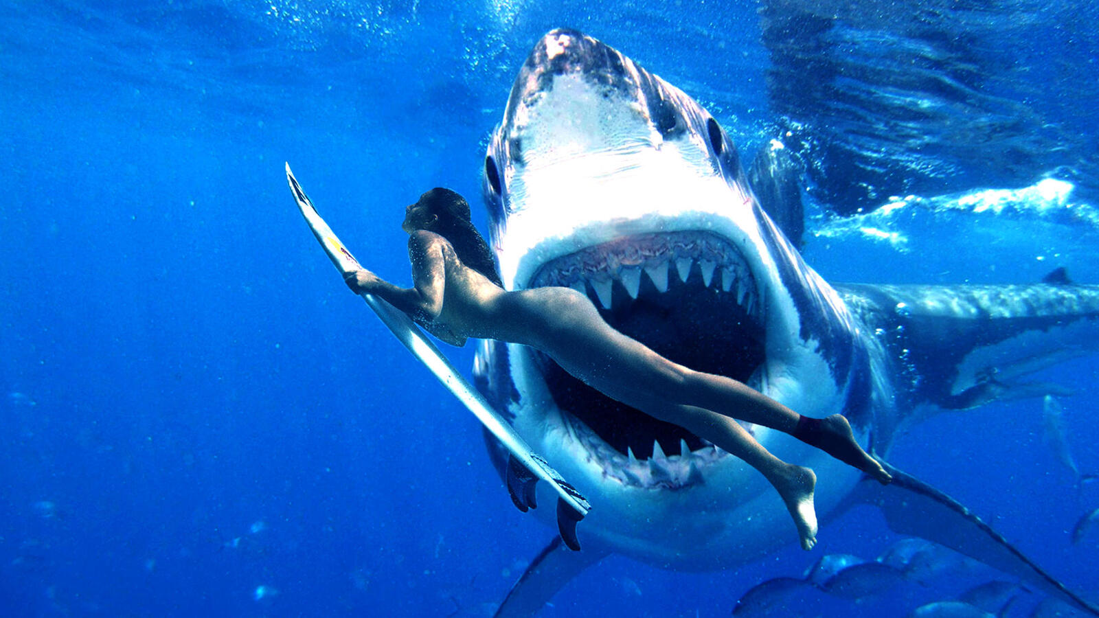 Обои девушка акулы морские на рабочий стол