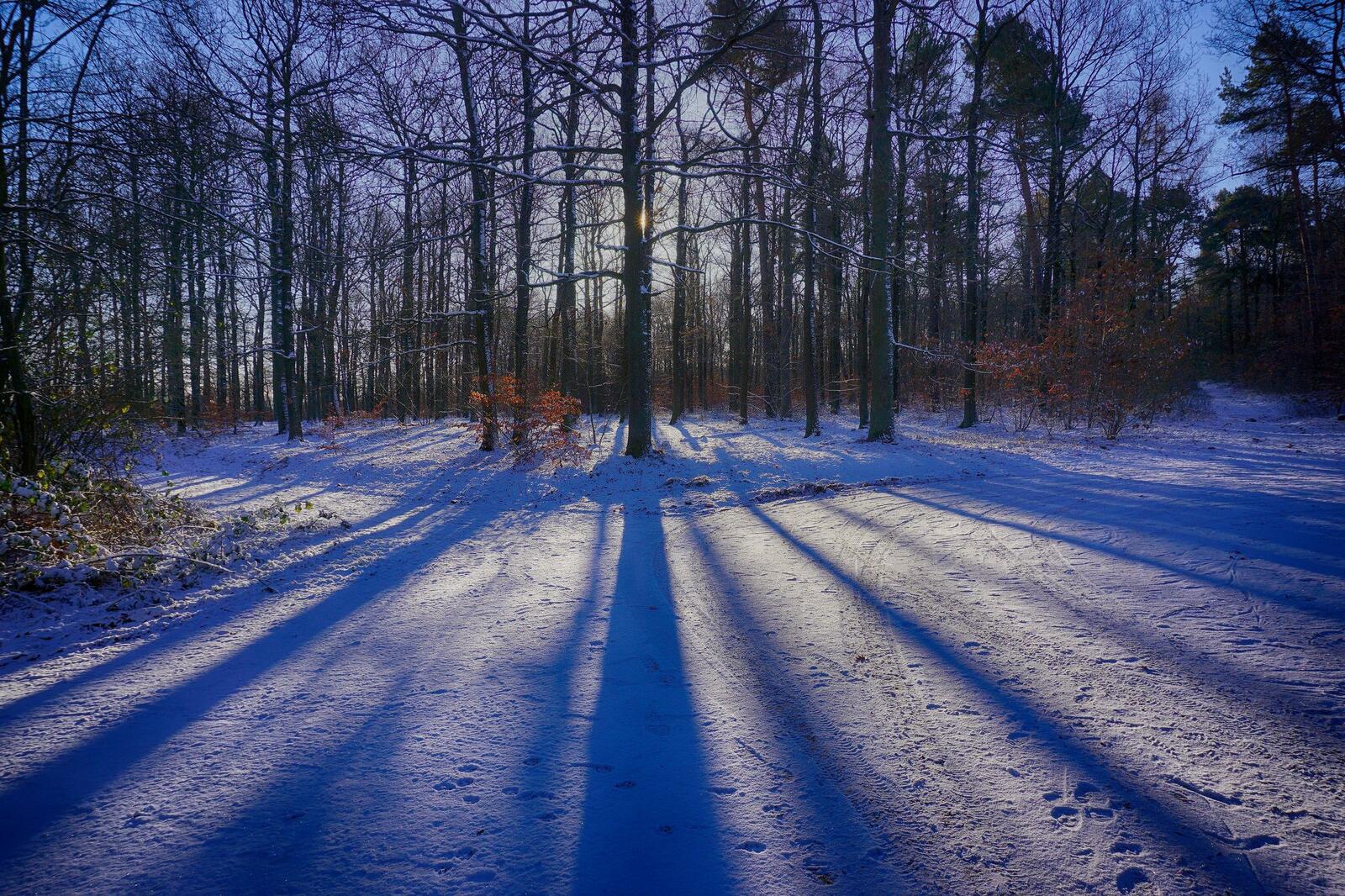 Wallpapers winter forest sunny weather landscapes on the desktop
