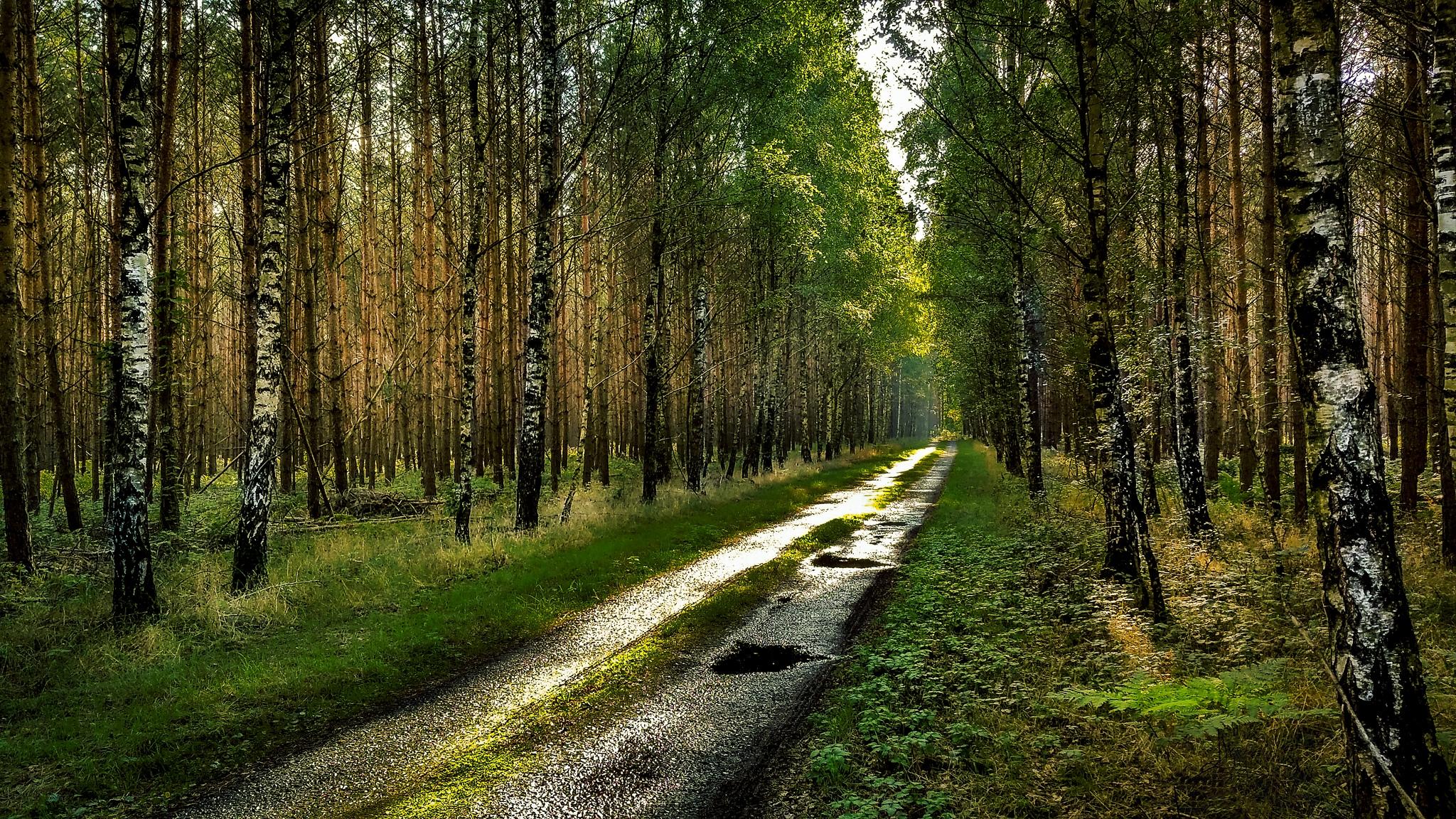 Фото бесплатно дорога по лесу, дорога в лесу, лесной путь