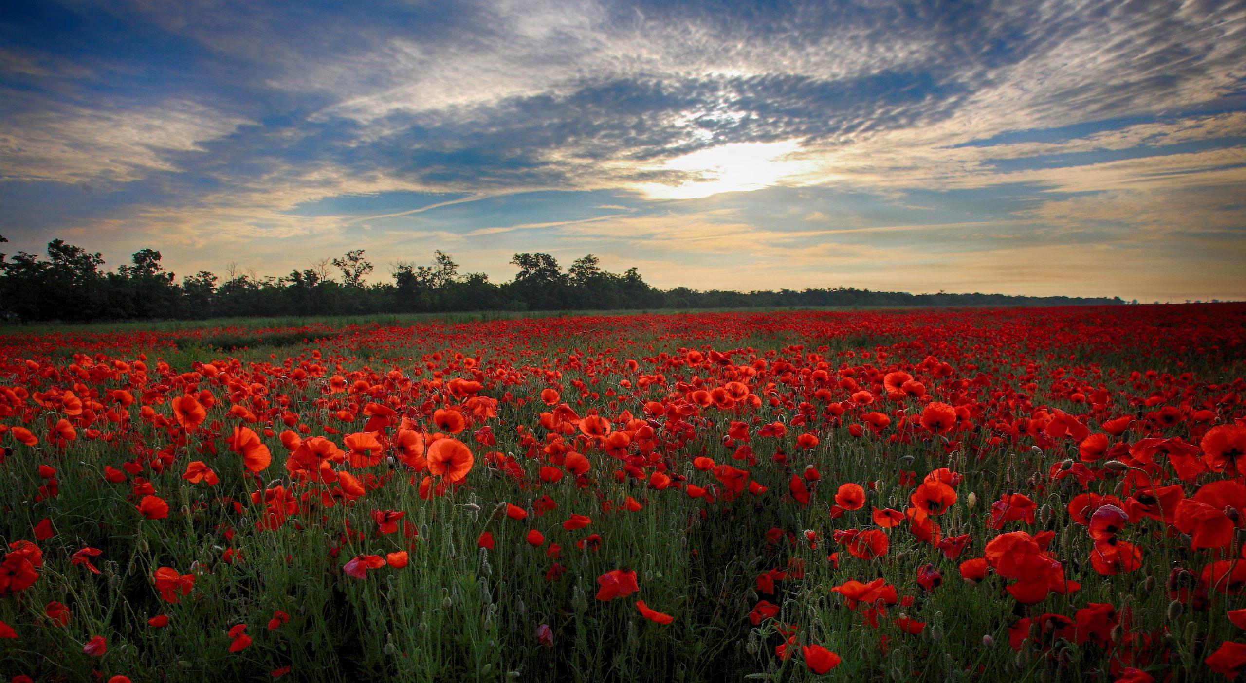 Фото бесплатно закат, красные цветы, красное поле