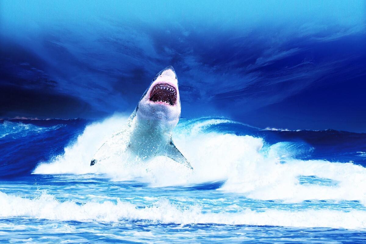 照片鲨鱼，水下世界在线免费