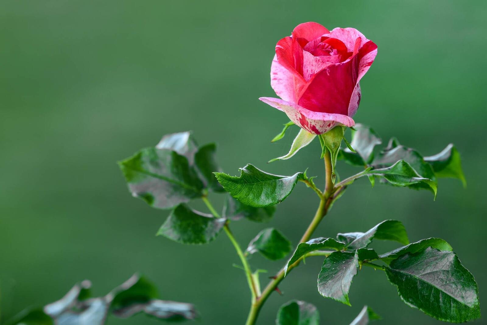 Обои роза маленькие розы розовые розы на рабочий стол