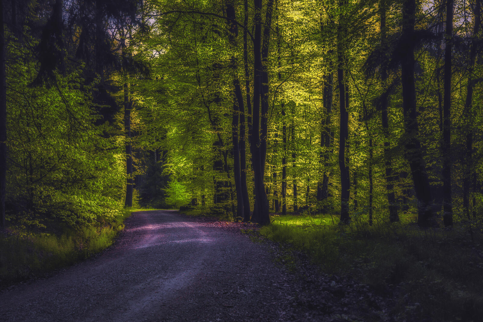 Wallpapers dirt road road through the forest landscape on the desktop