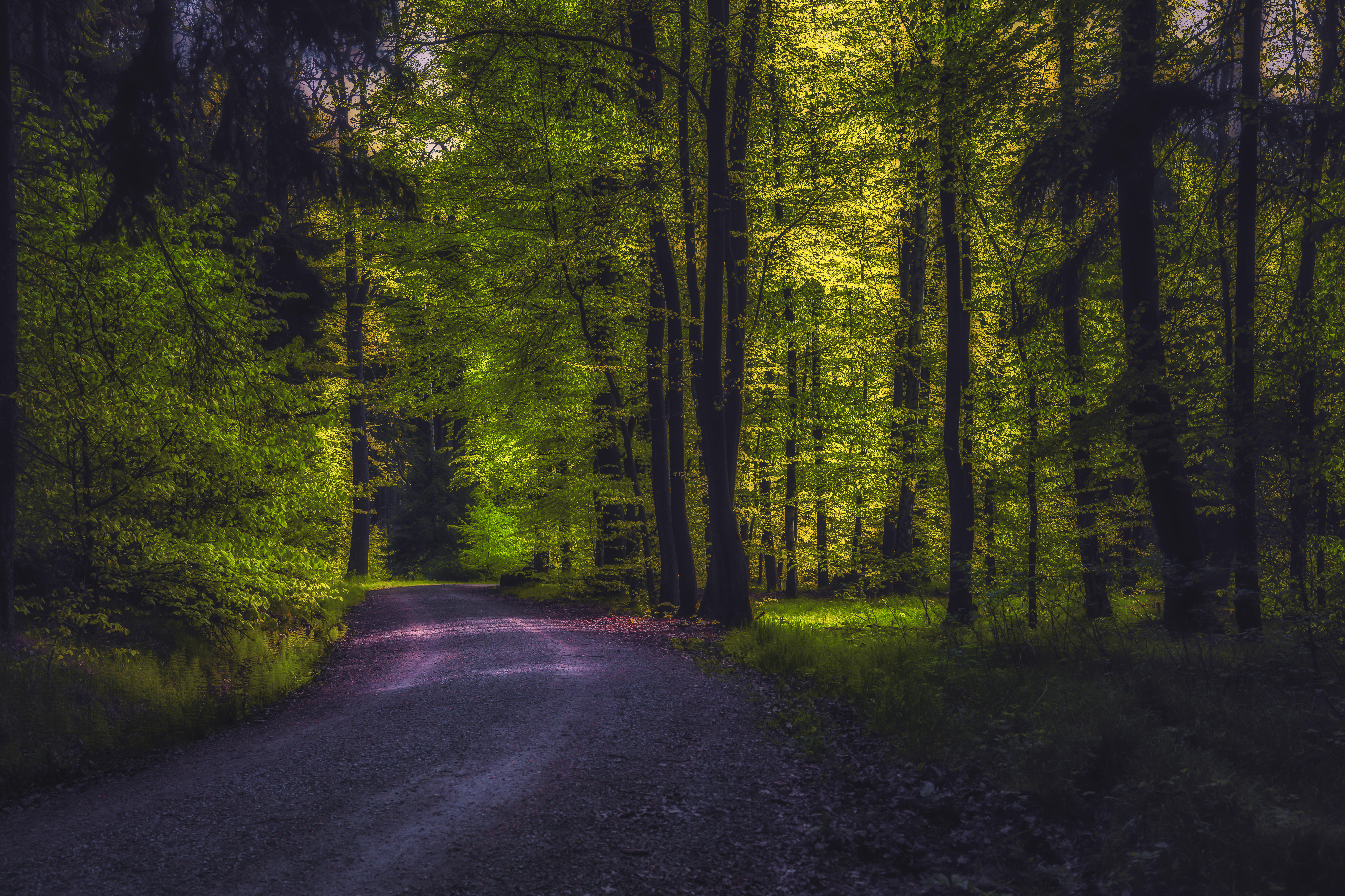 Wallpapers dirt road road through the forest landscape on the desktop