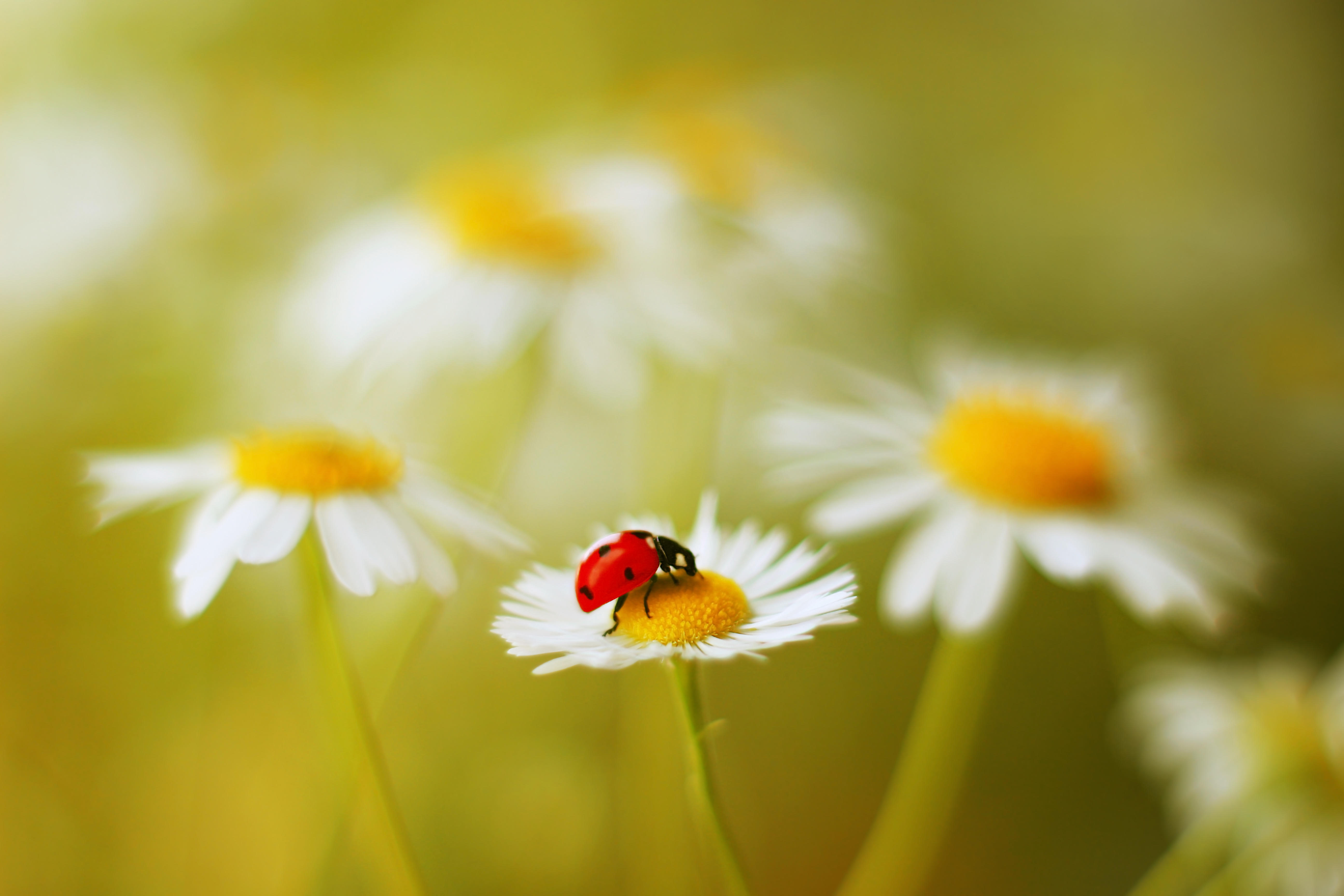 Wallpapers flower romashka insect on the desktop