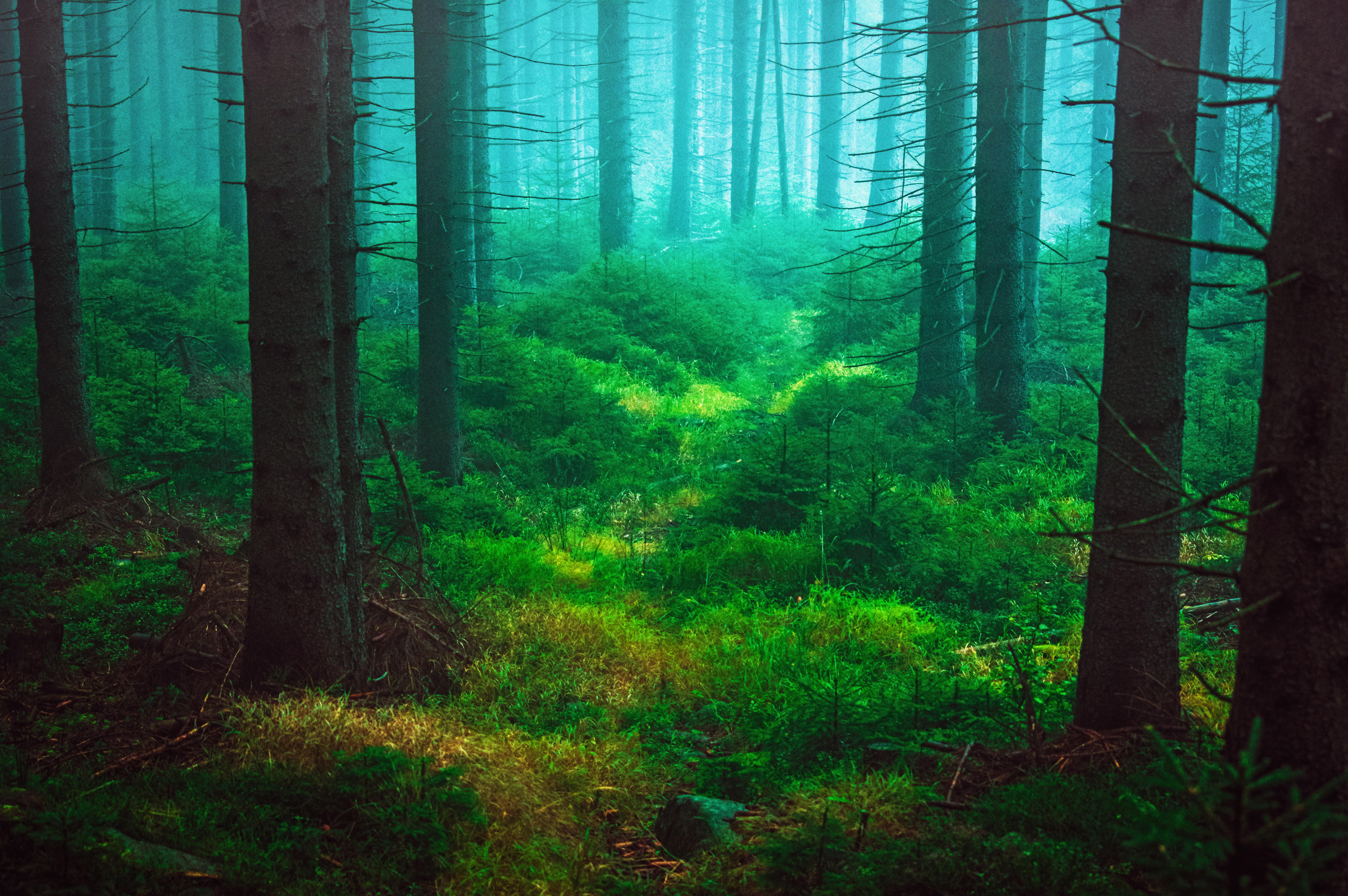 Фото бесплатно зеленая листва, зеленая трава, туман
