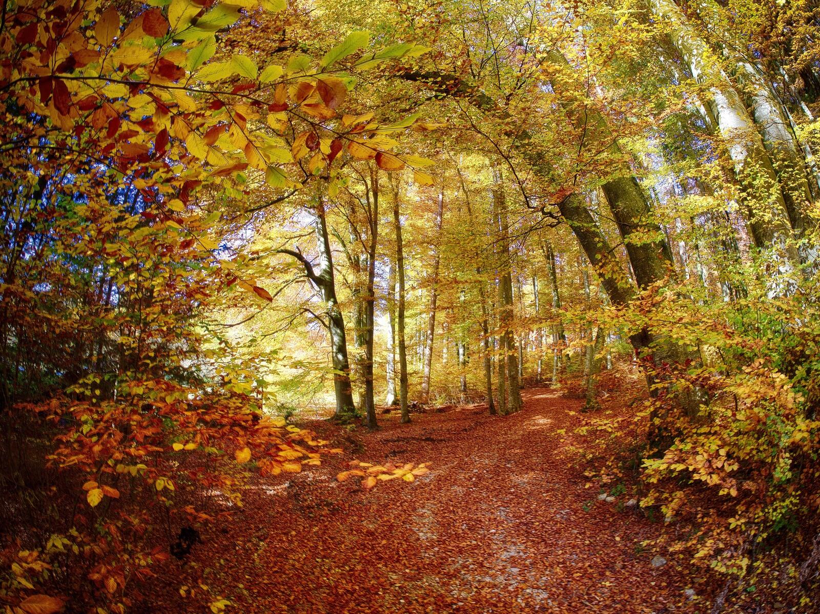 Wallpapers road through the forest autumn forest on the desktop