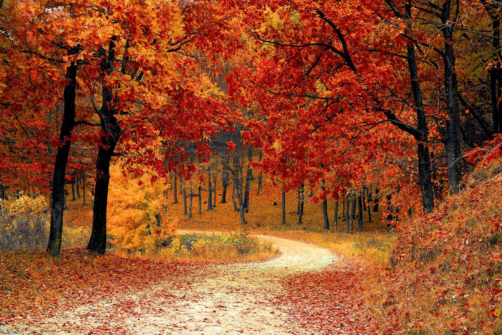 桌面上的壁纸秋天的路 秋季 森林