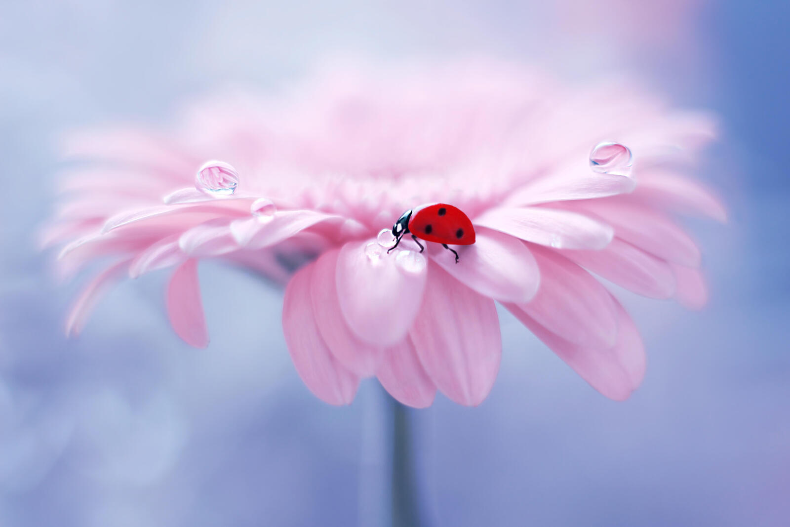 Wallpapers ladybug pink flower flower on the desktop