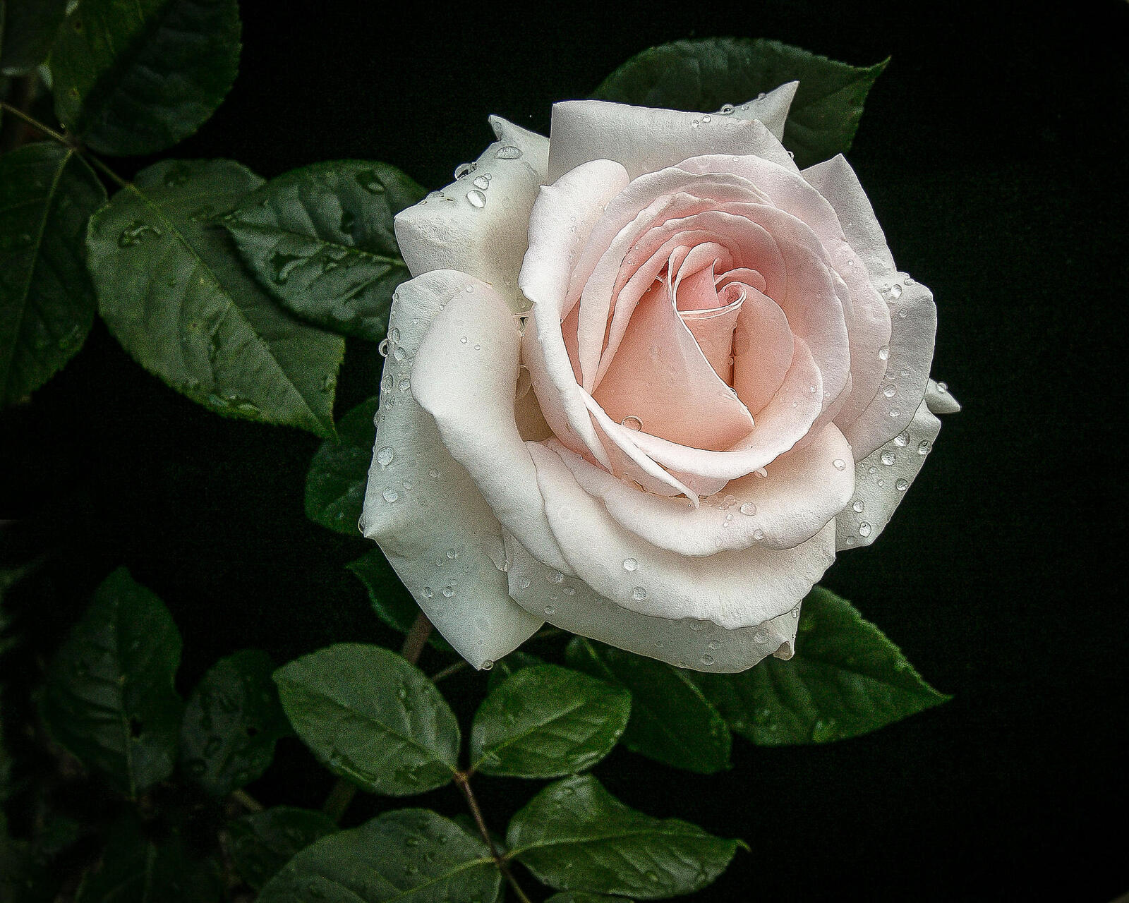 Обои белая роза капли воды капли дождя на рабочий стол