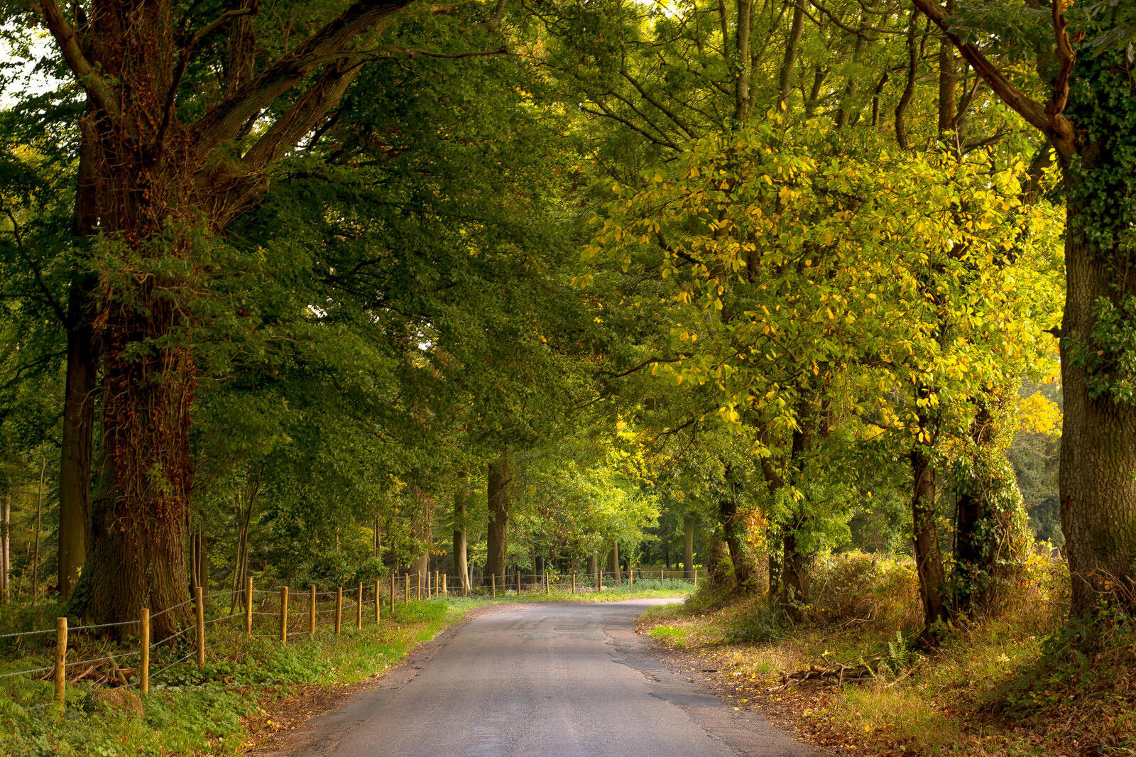 Обои деревенская дорога дорога зеленая листва на рабочий стол