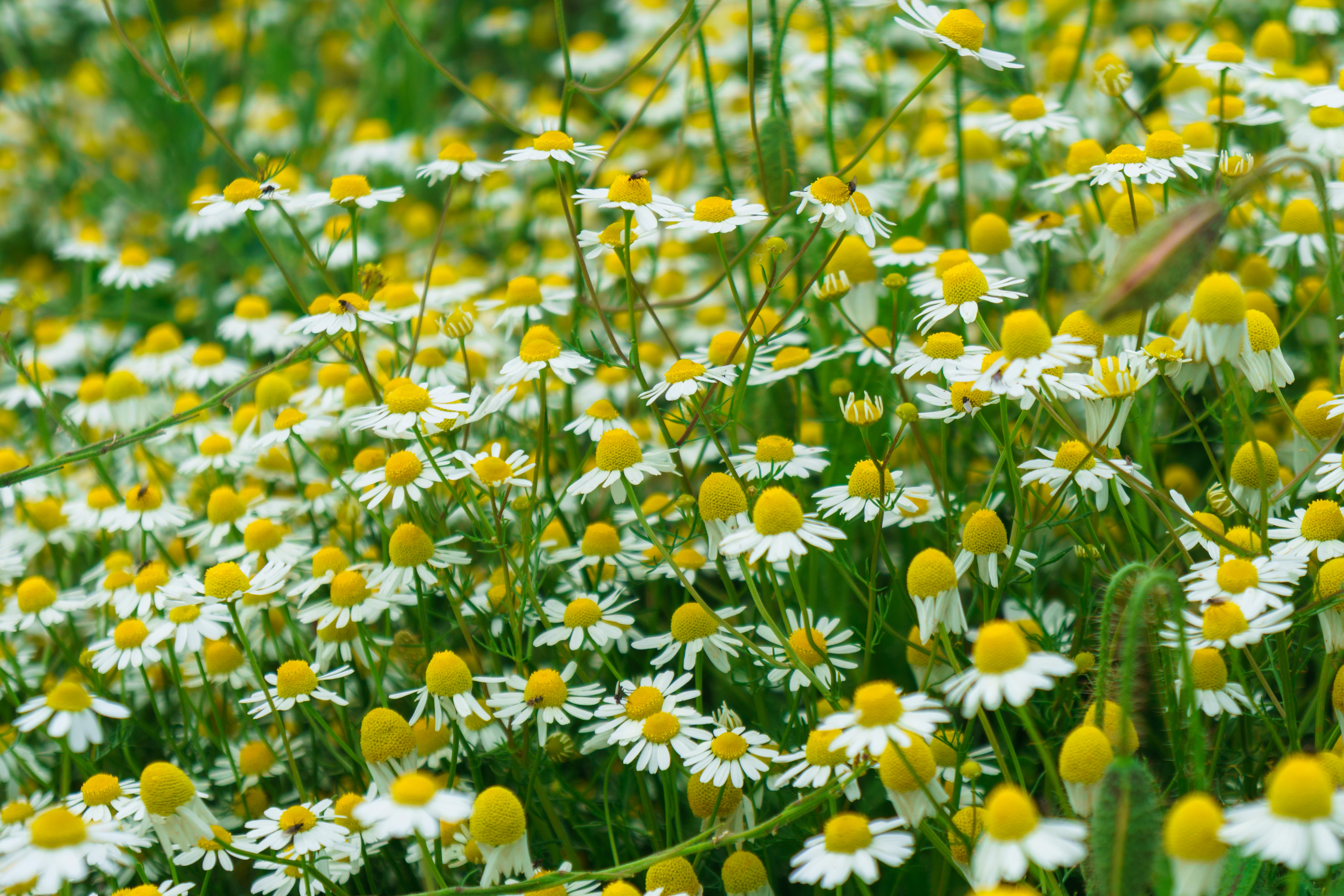 Wallpapers field chamomile field of daisies on the desktop