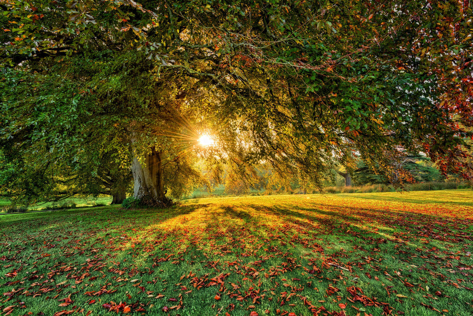 Wallpapers Northern Ireland Parkanaur Forest Park Estate tree on the desktop
