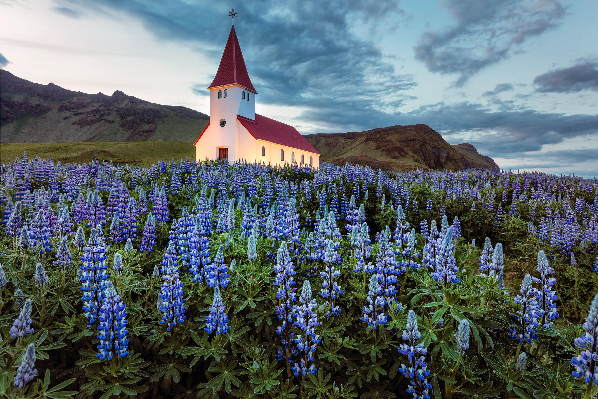 Обои Исландия поле цветы на рабочий стол
