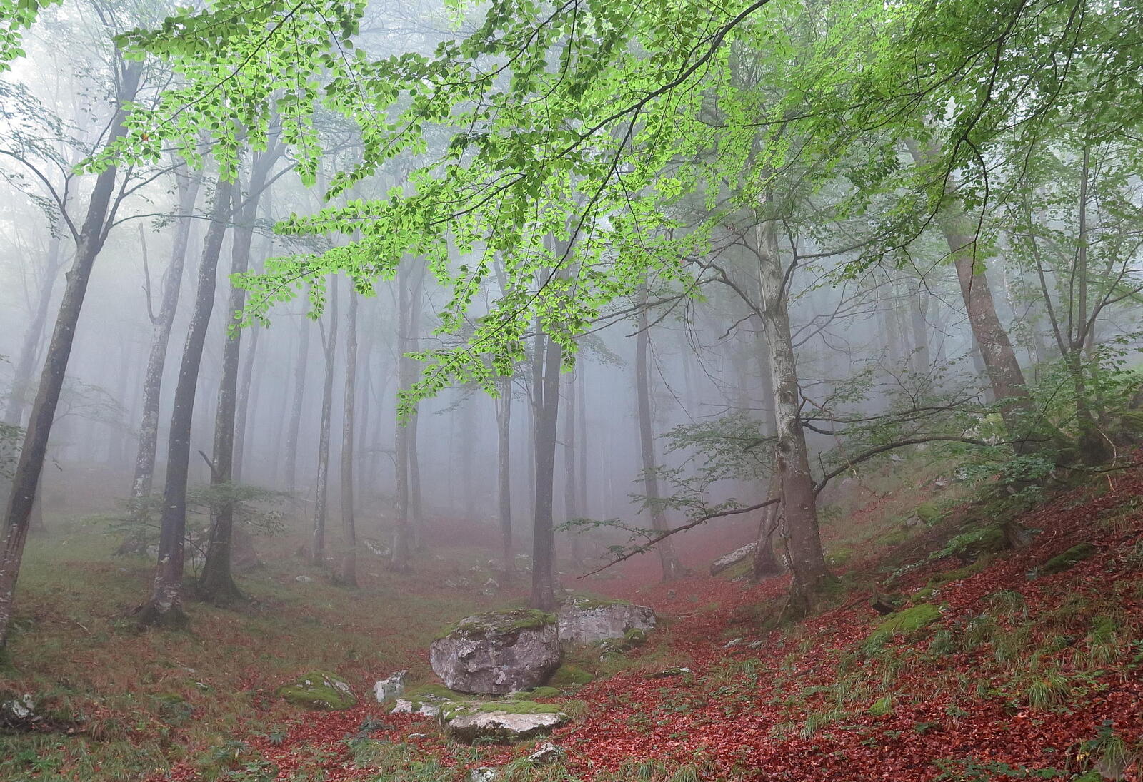 免费照片下载森林，自然的照片