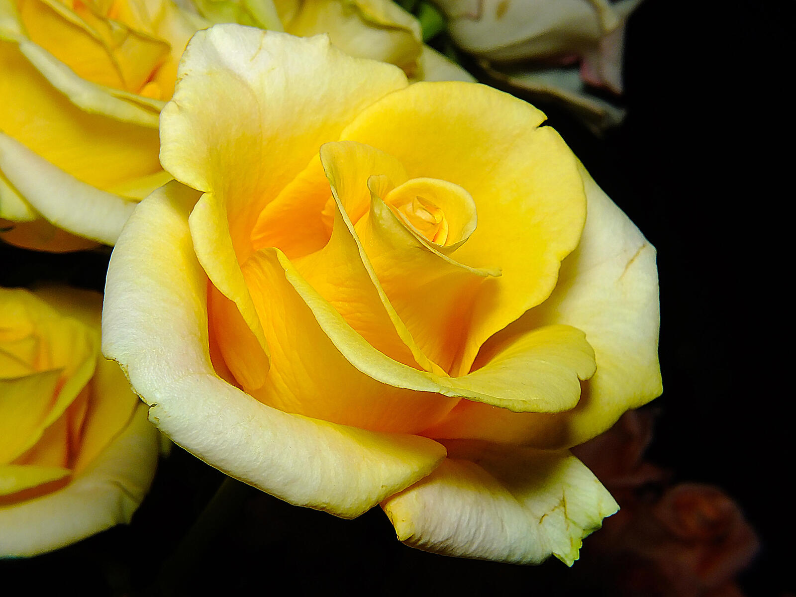 桌面上的壁纸花 玫瑰 黄花