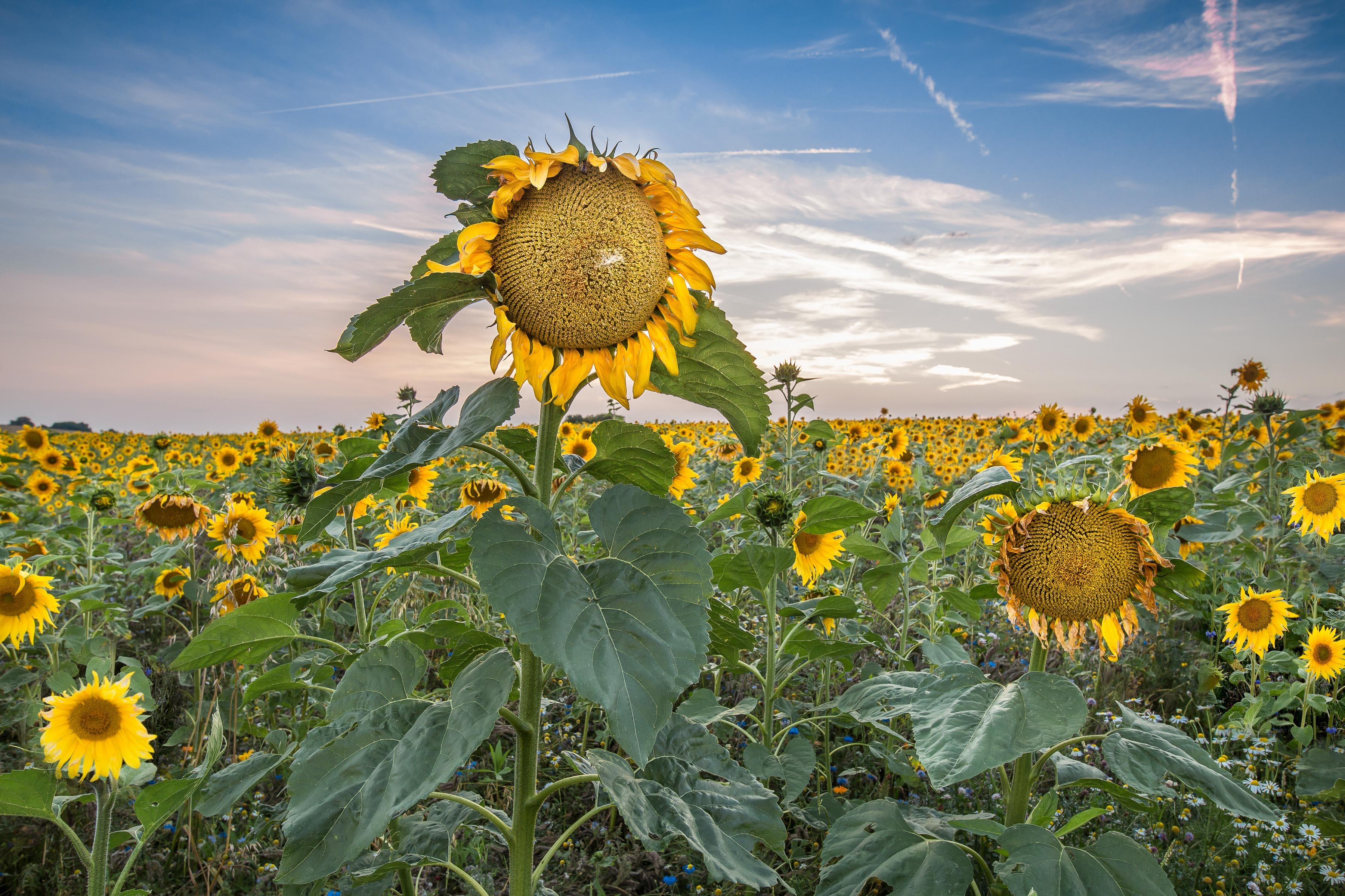 Photo free sunflowers, field, sunflower field