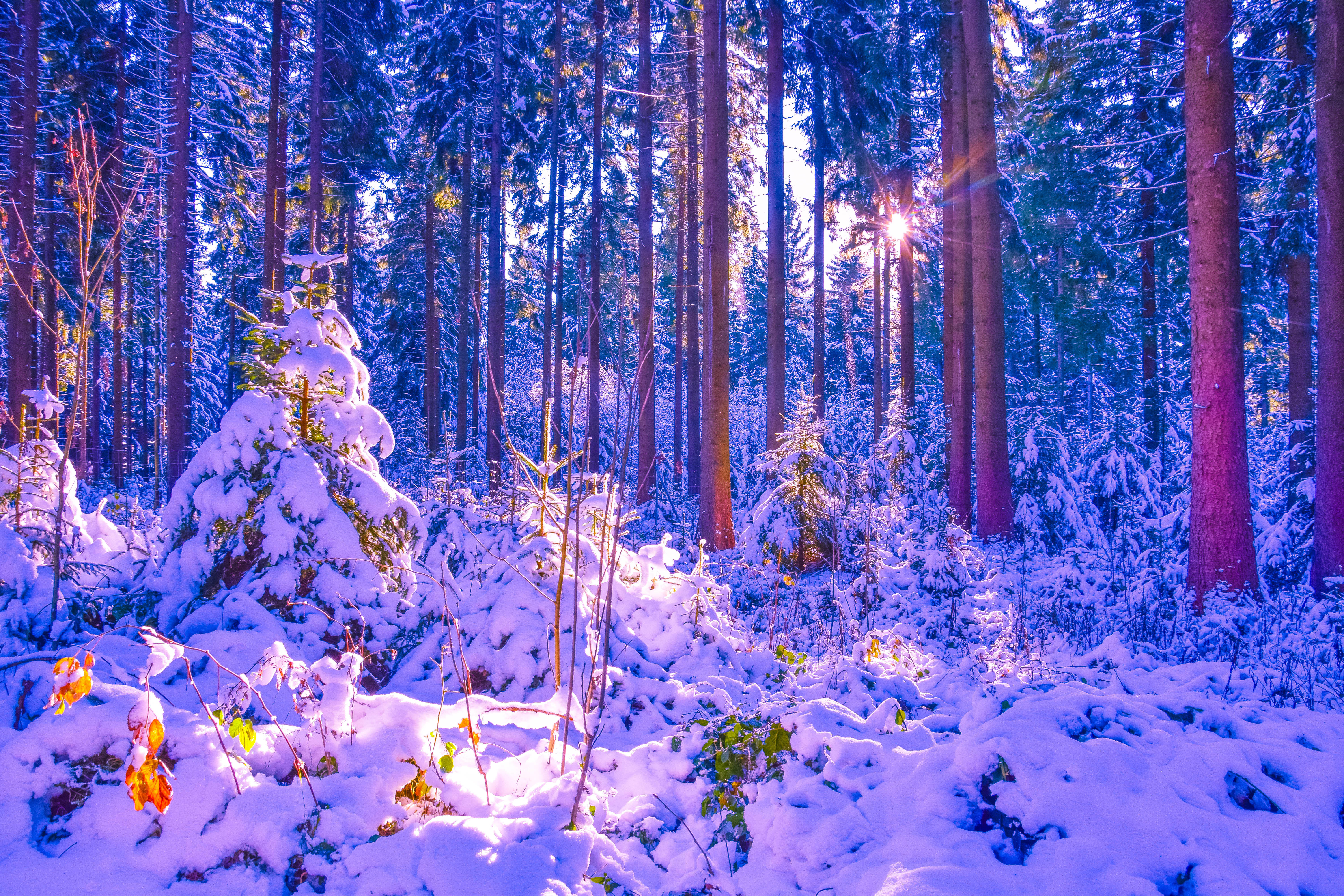 Красота зимнего леса. Сказочный зимний лес. Зимой в лесу. Сказочный лес зимой. Сказочно красивый зимний лес.
