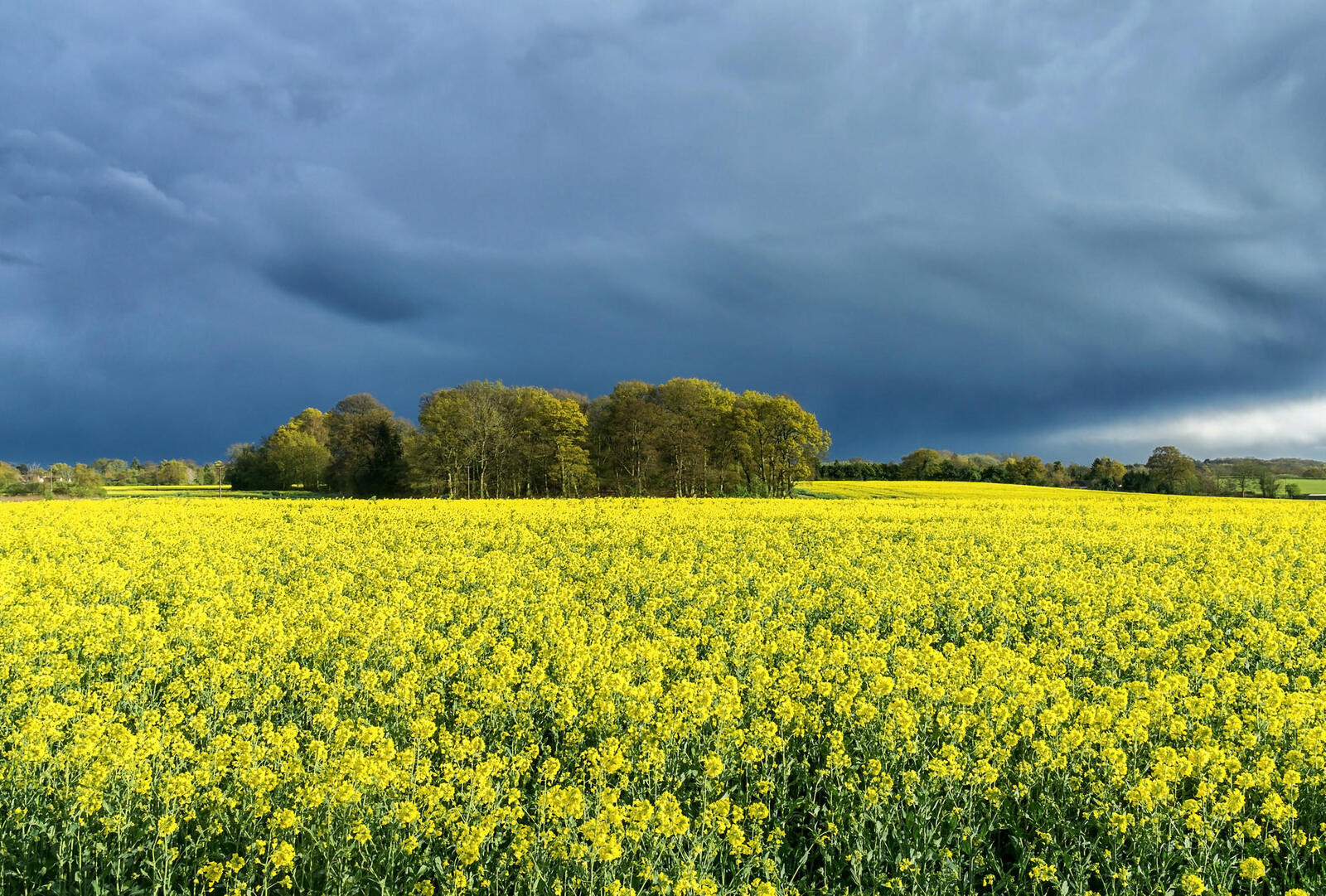 Wallpapers yellow flowers clouds landscape on the desktop