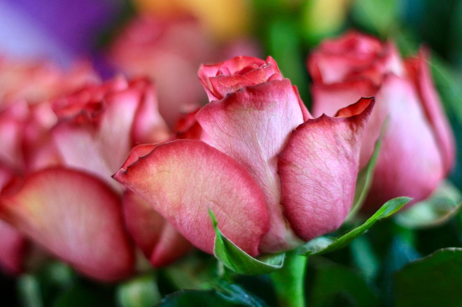 Обои розы цветы макро на рабочий стол