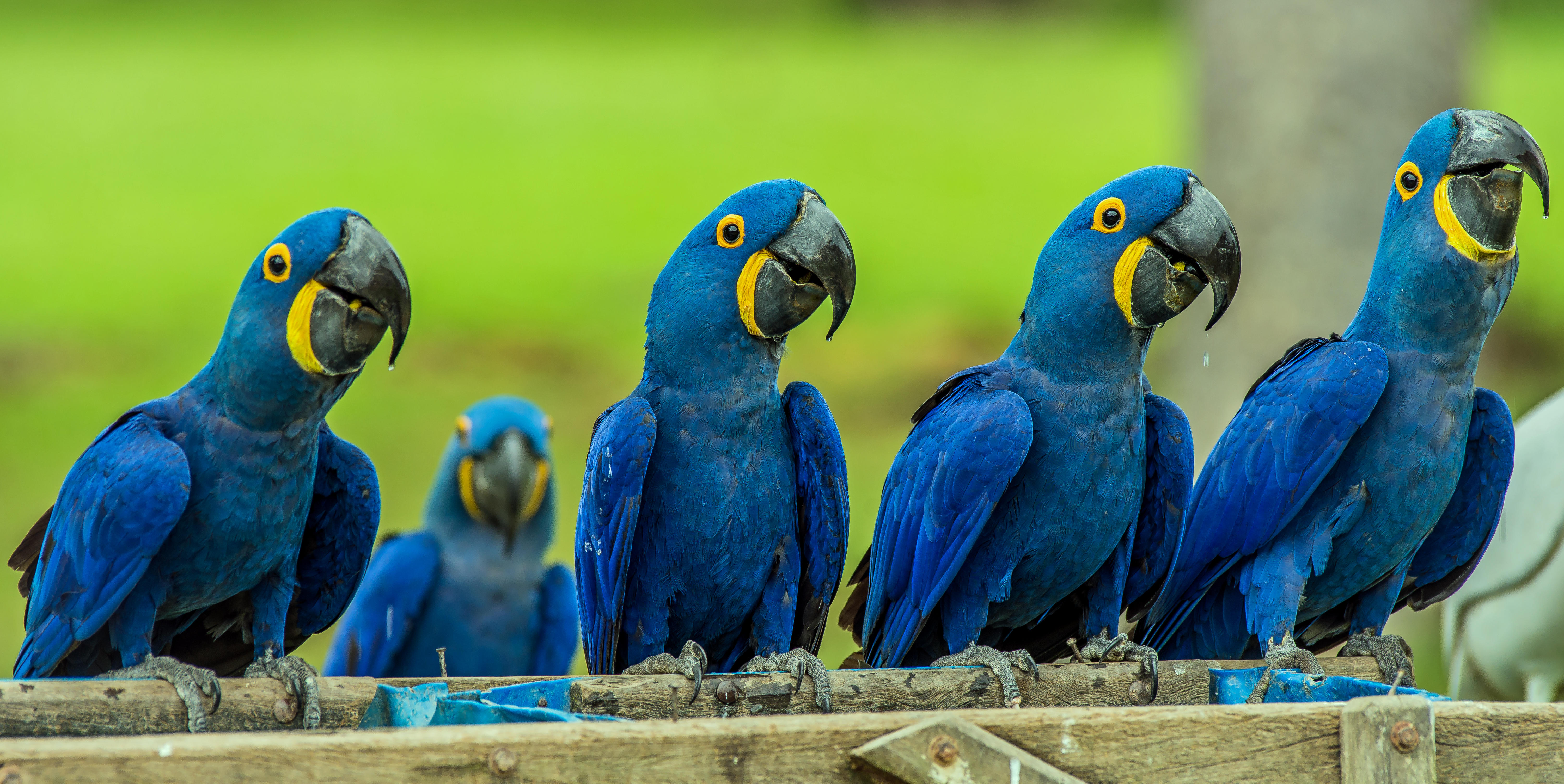 Фото бесплатно Hyacinth macaw, попугай, панорама