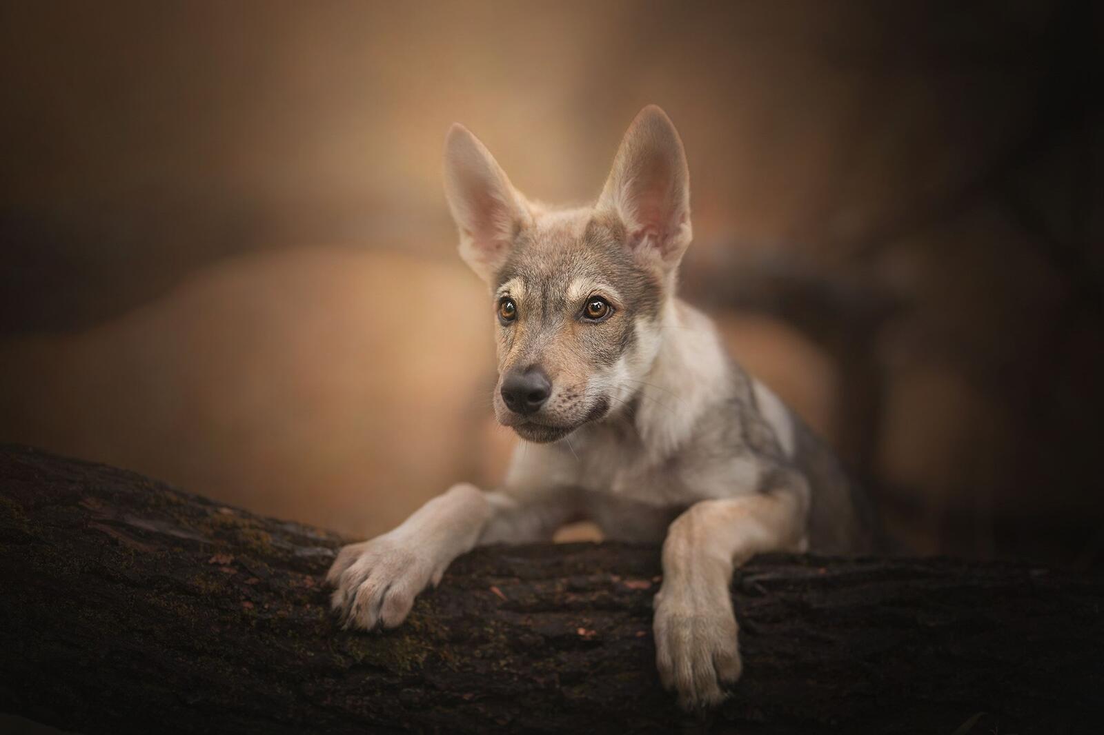 桌面上的壁纸幼犬 肖像 捷克斯洛伐克的狼狗