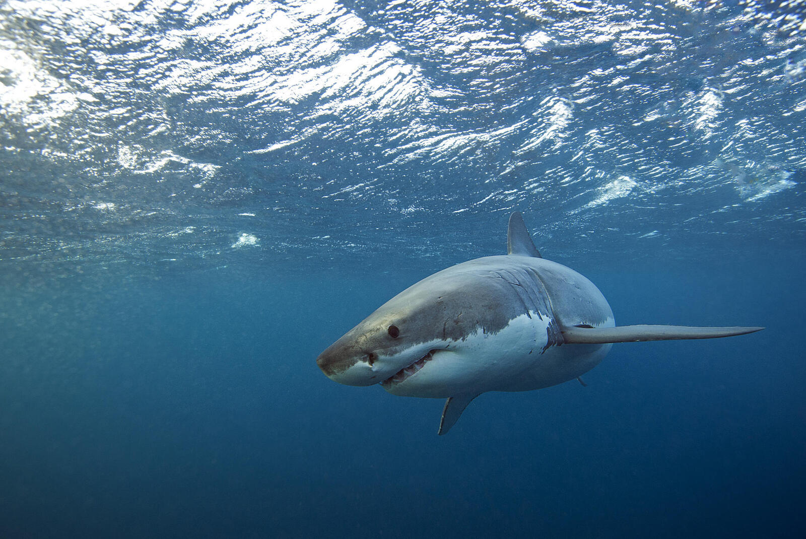 Free photo On the phone shark, sharks quality wallpaper