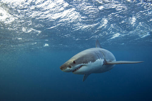 На телефон акула, акулы качественные обои