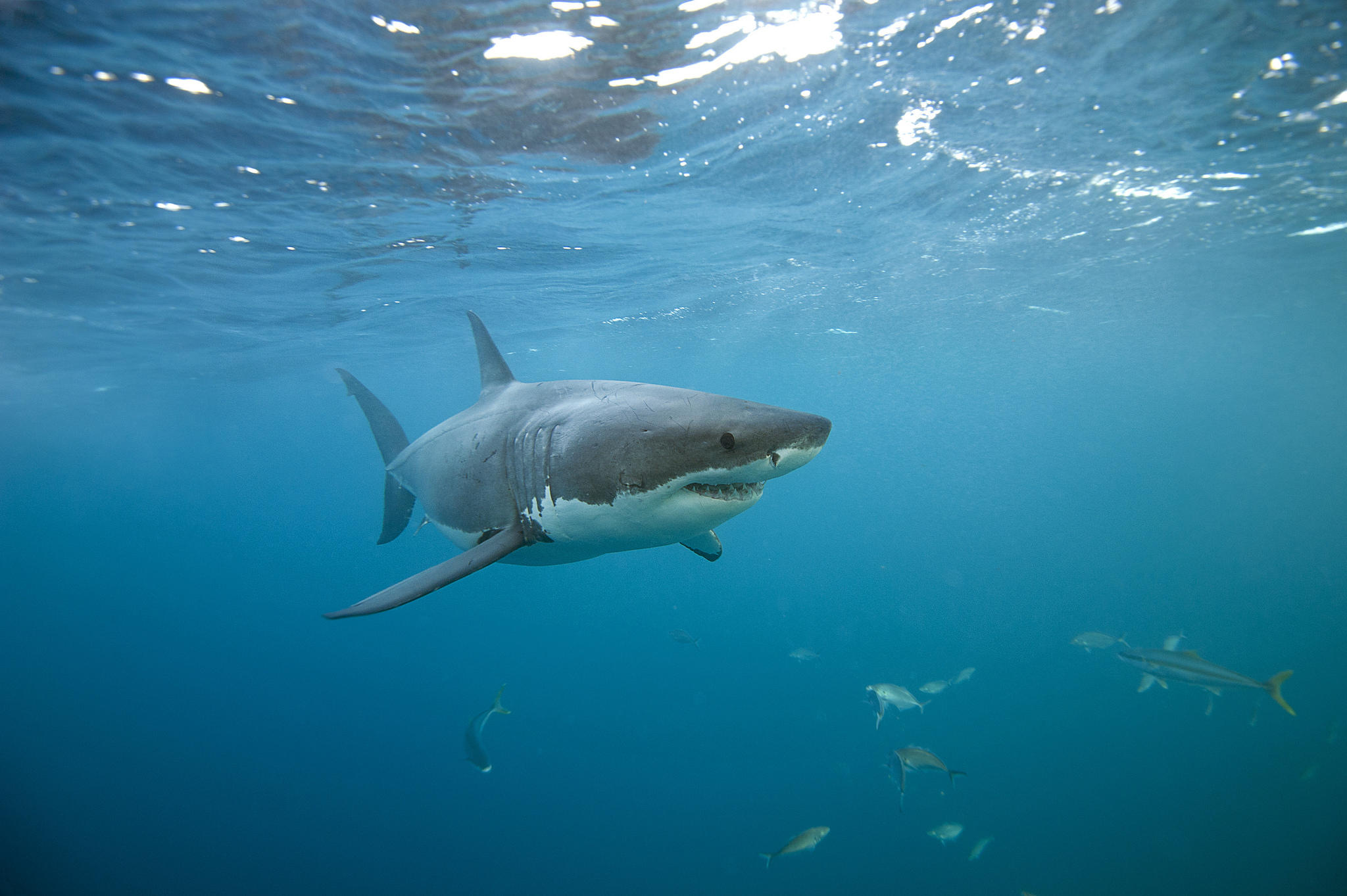 Обои море вода акулы - бесплатные картинки на Fonwall