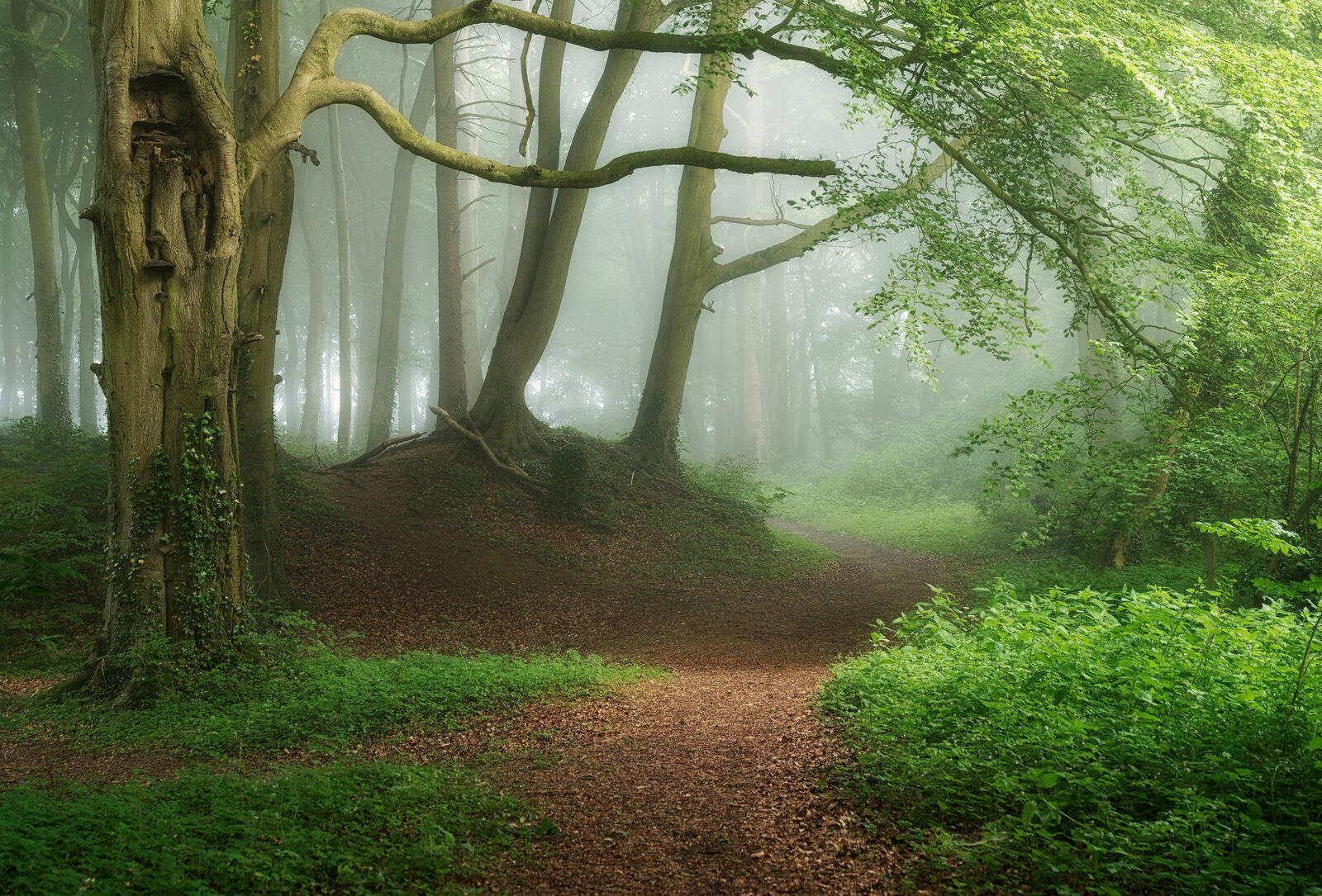 Wallpapers fog trees path on the desktop