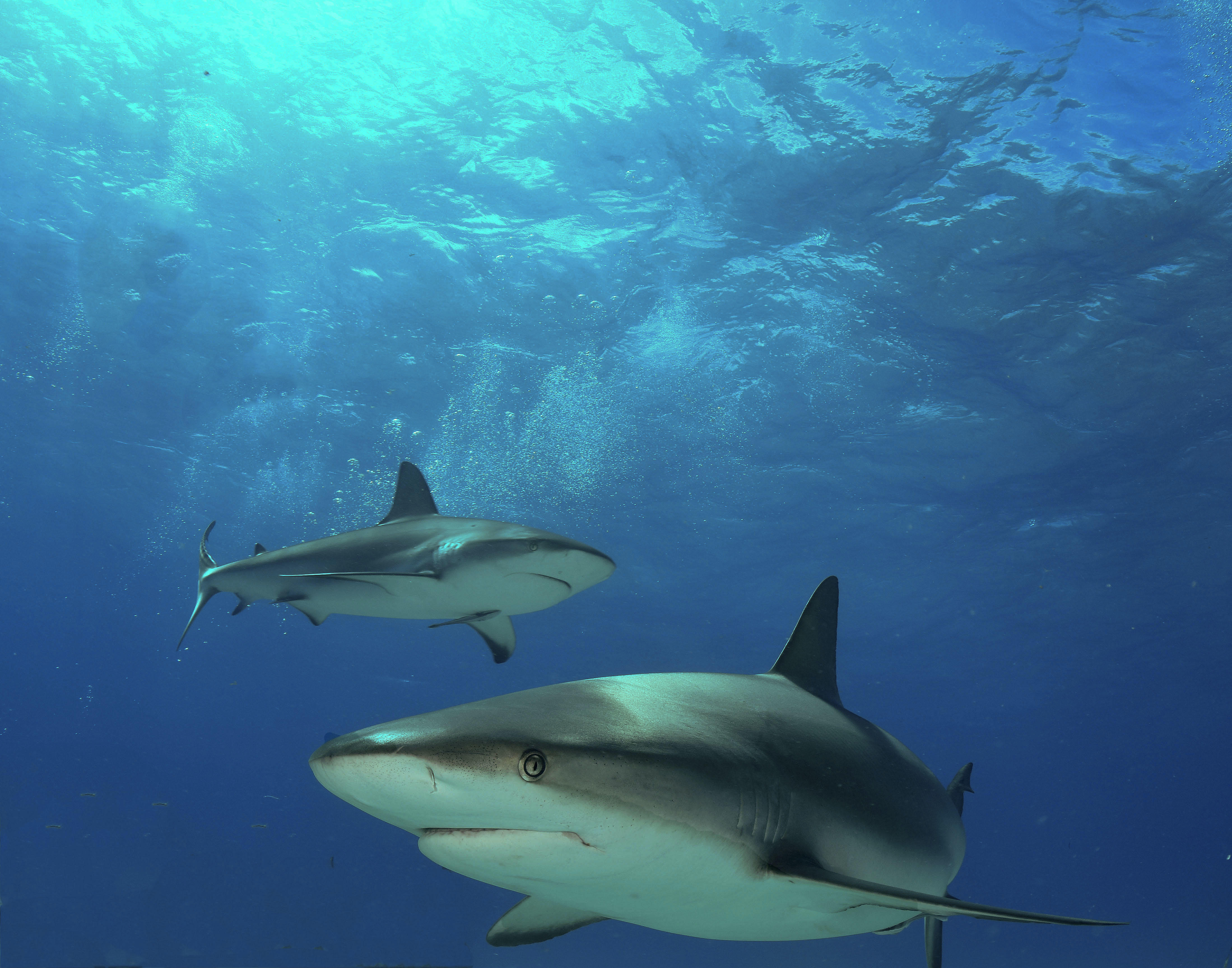 Фото бесплатно акулы, две акулы, морские обитатели