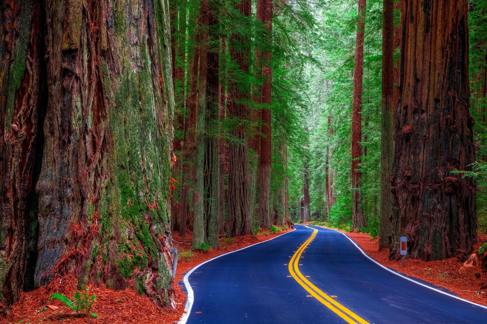 Wallpapers California USA forest on the desktop