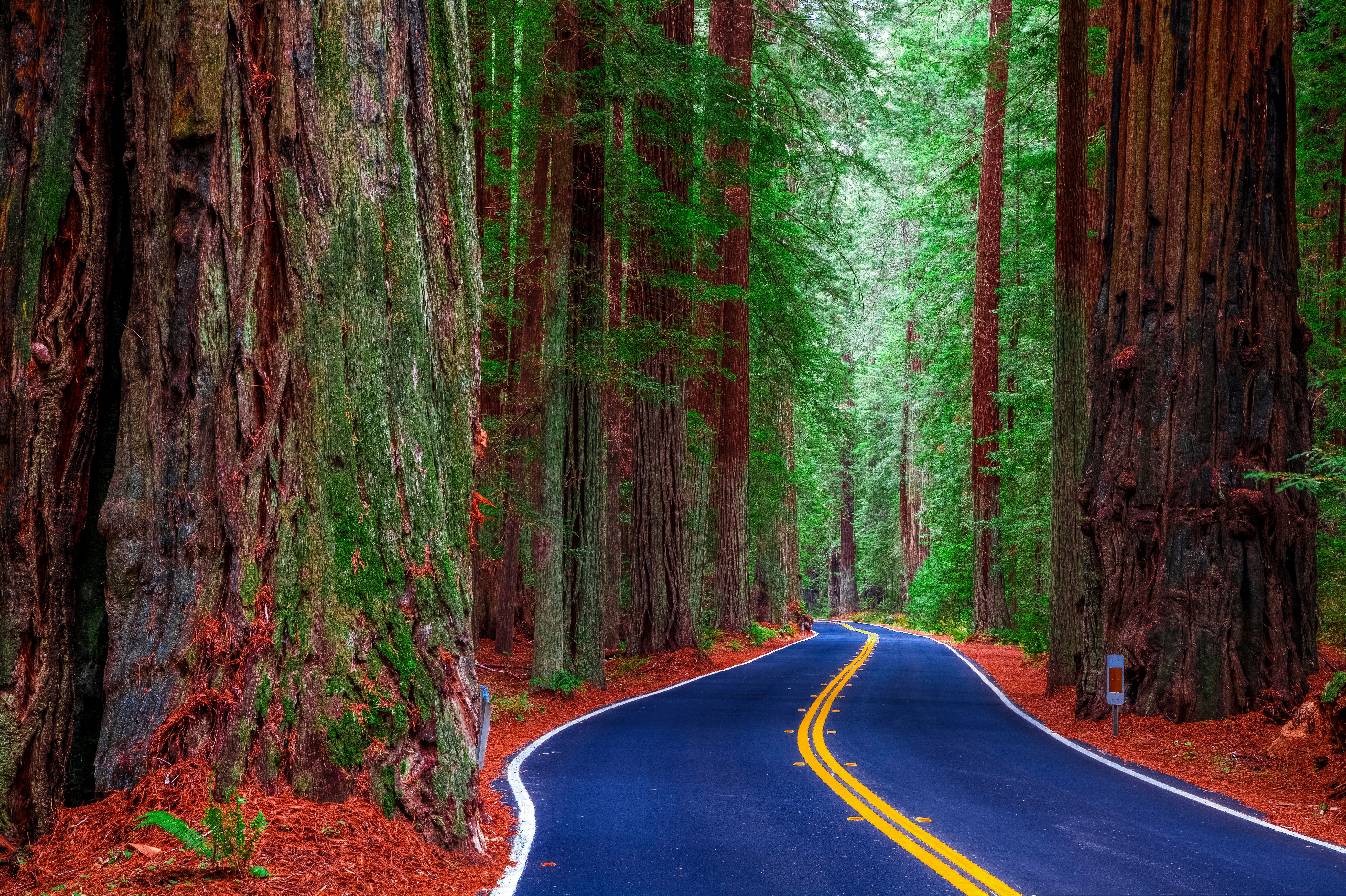 桌面上的壁纸加利福尼亚州 美国 森林