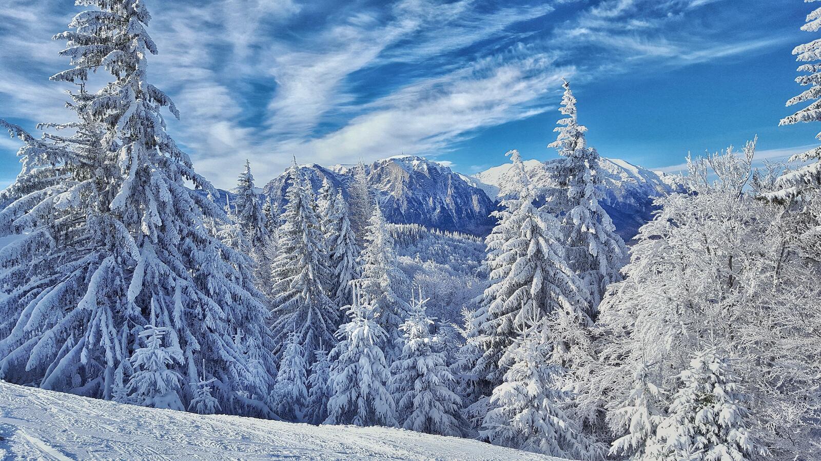 Wallpapers snow on christmas trees landscapes landscape on the desktop