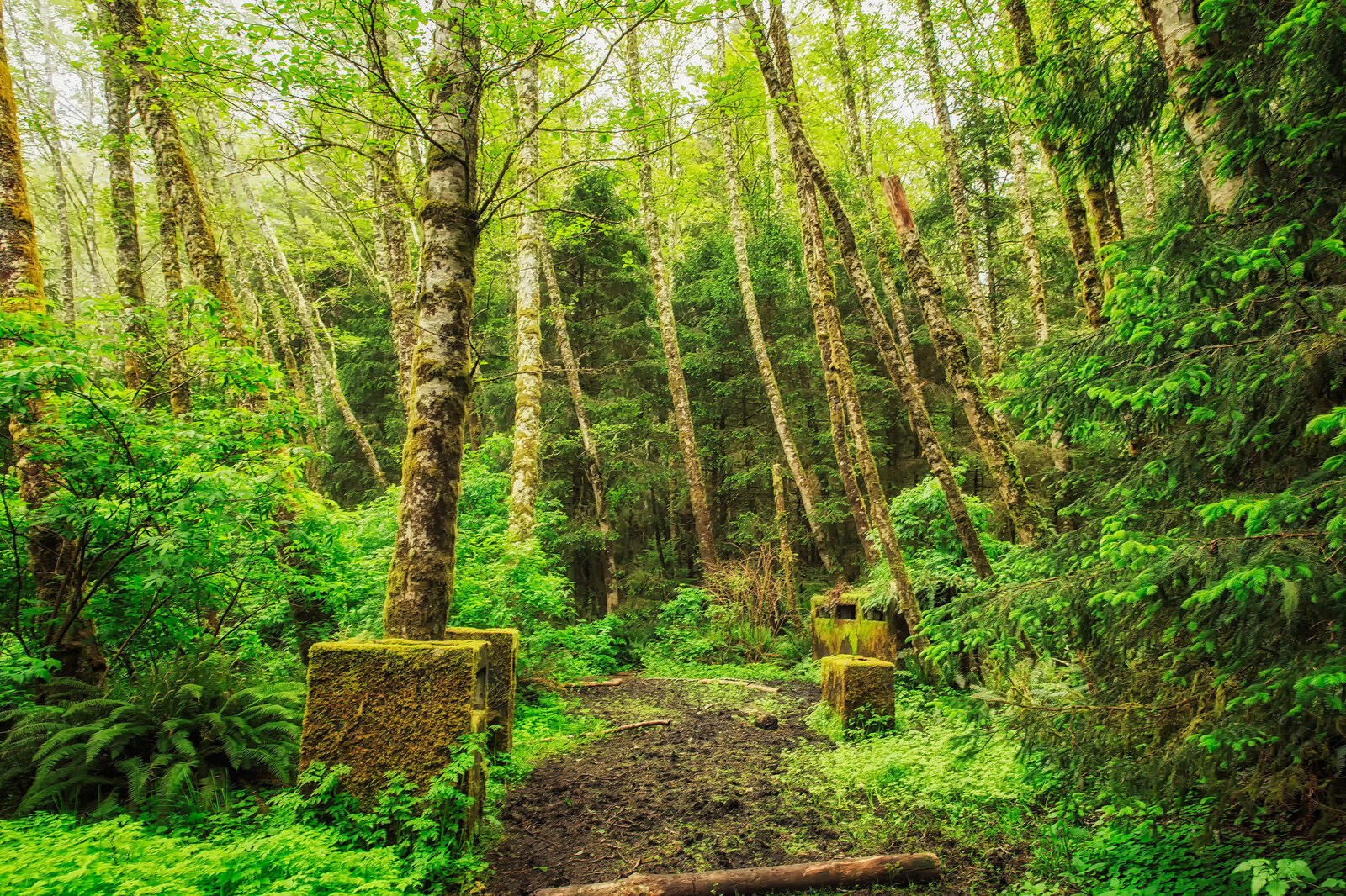 Обои природа дорога по лесу зелень на рабочий стол