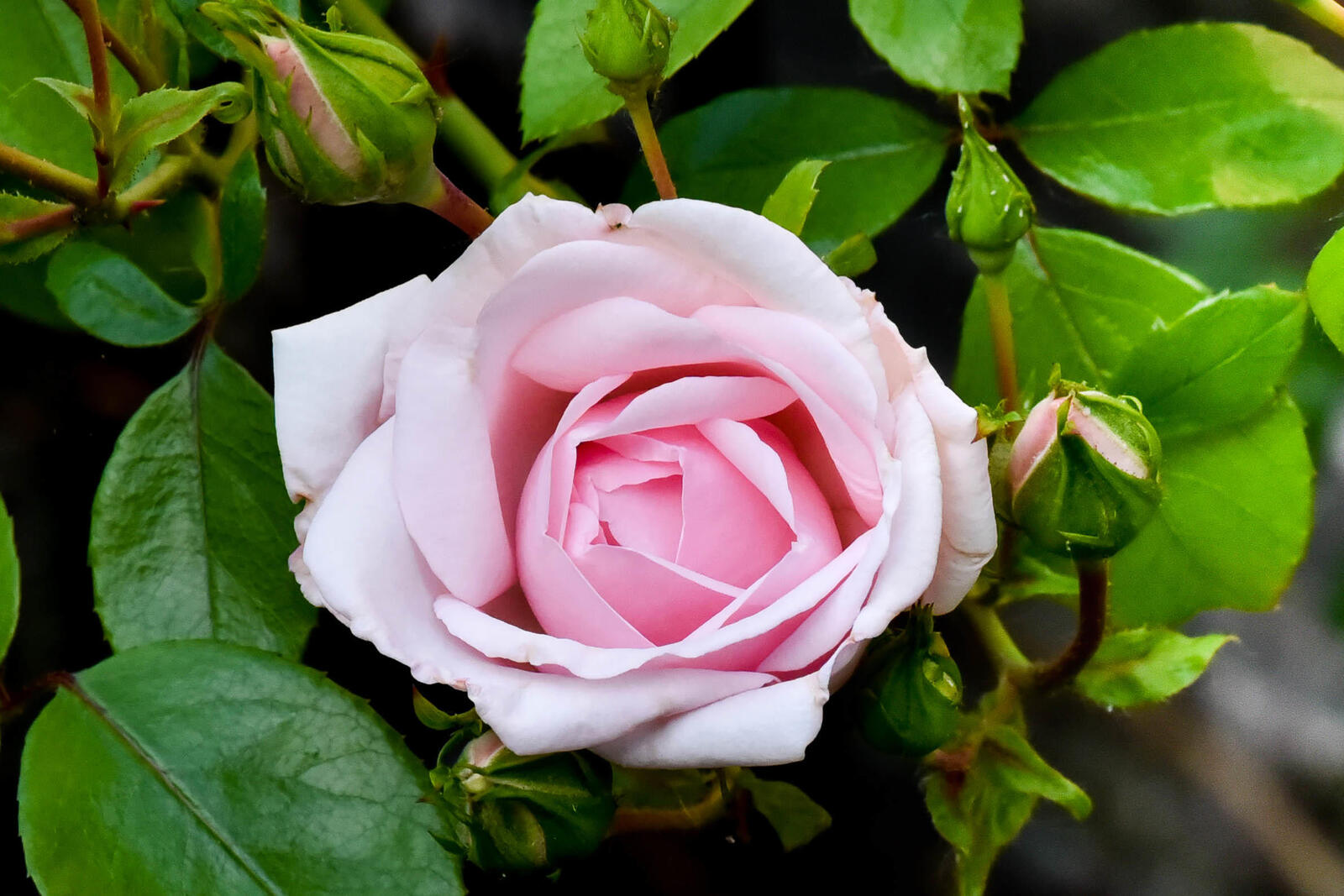 Обои роза цветок розовые цветы на рабочий стол