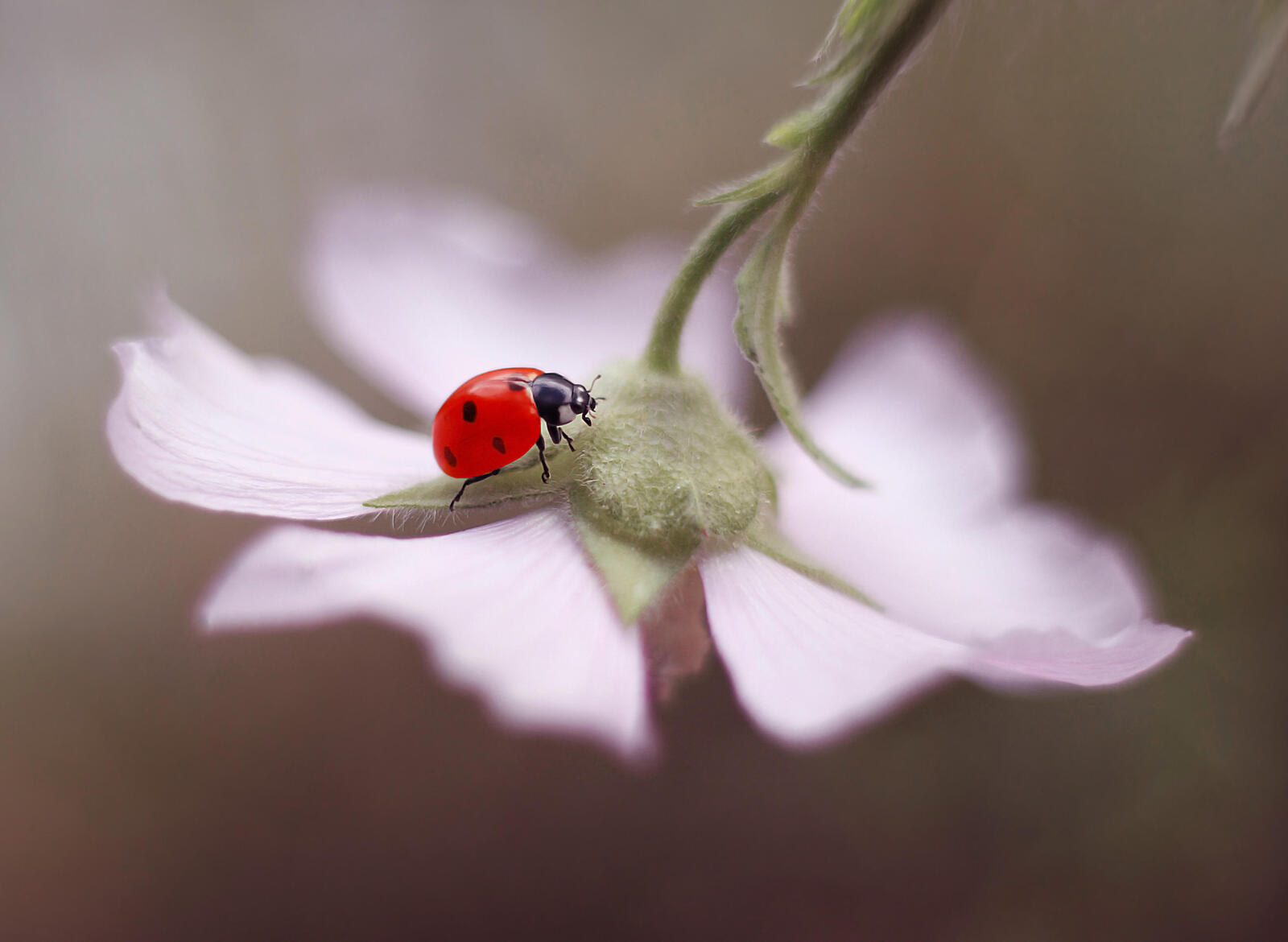 Wallpapers ladybug flower petal on the desktop