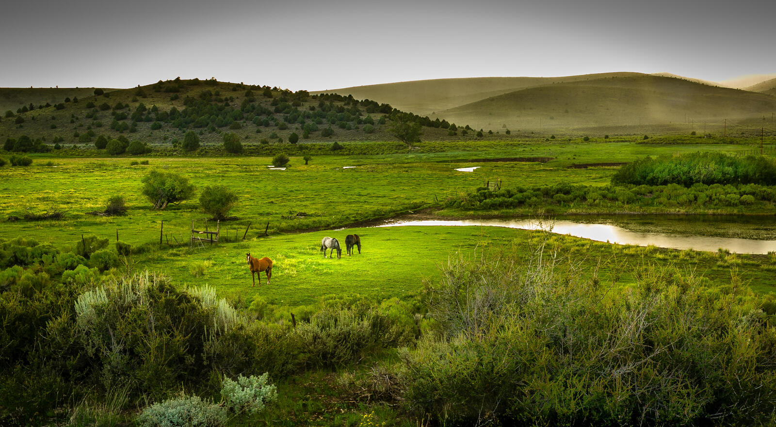 Wallpapers field horses river on the desktop