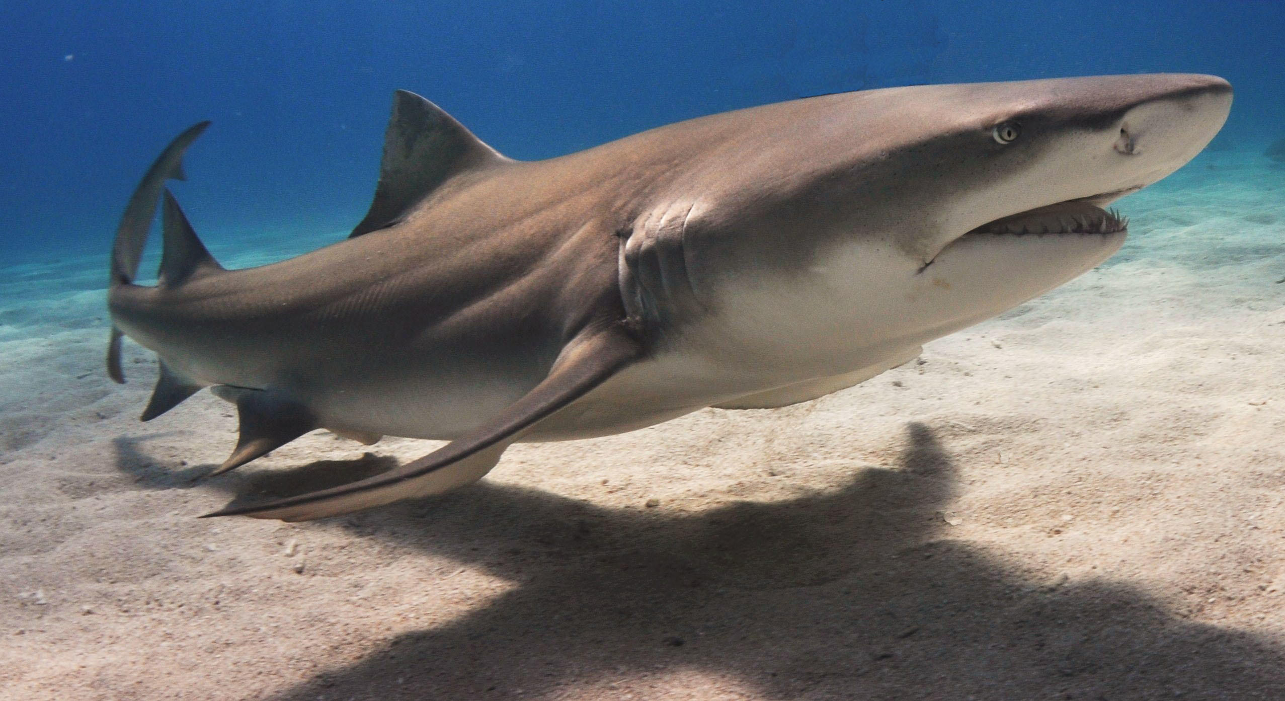 Бесплатно морские обитатели, акулы скачать фотографию