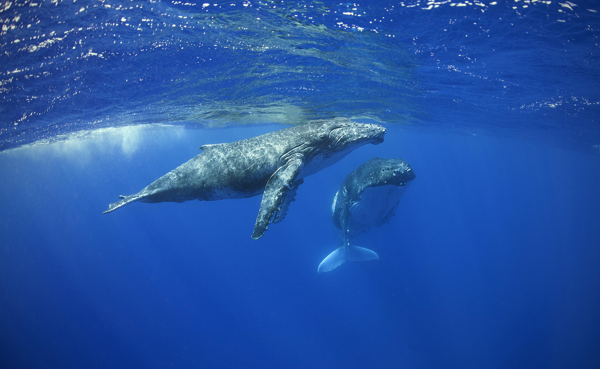 Фото бесплатно Теленок горбатого кита с матерью, Морские обитатели, море