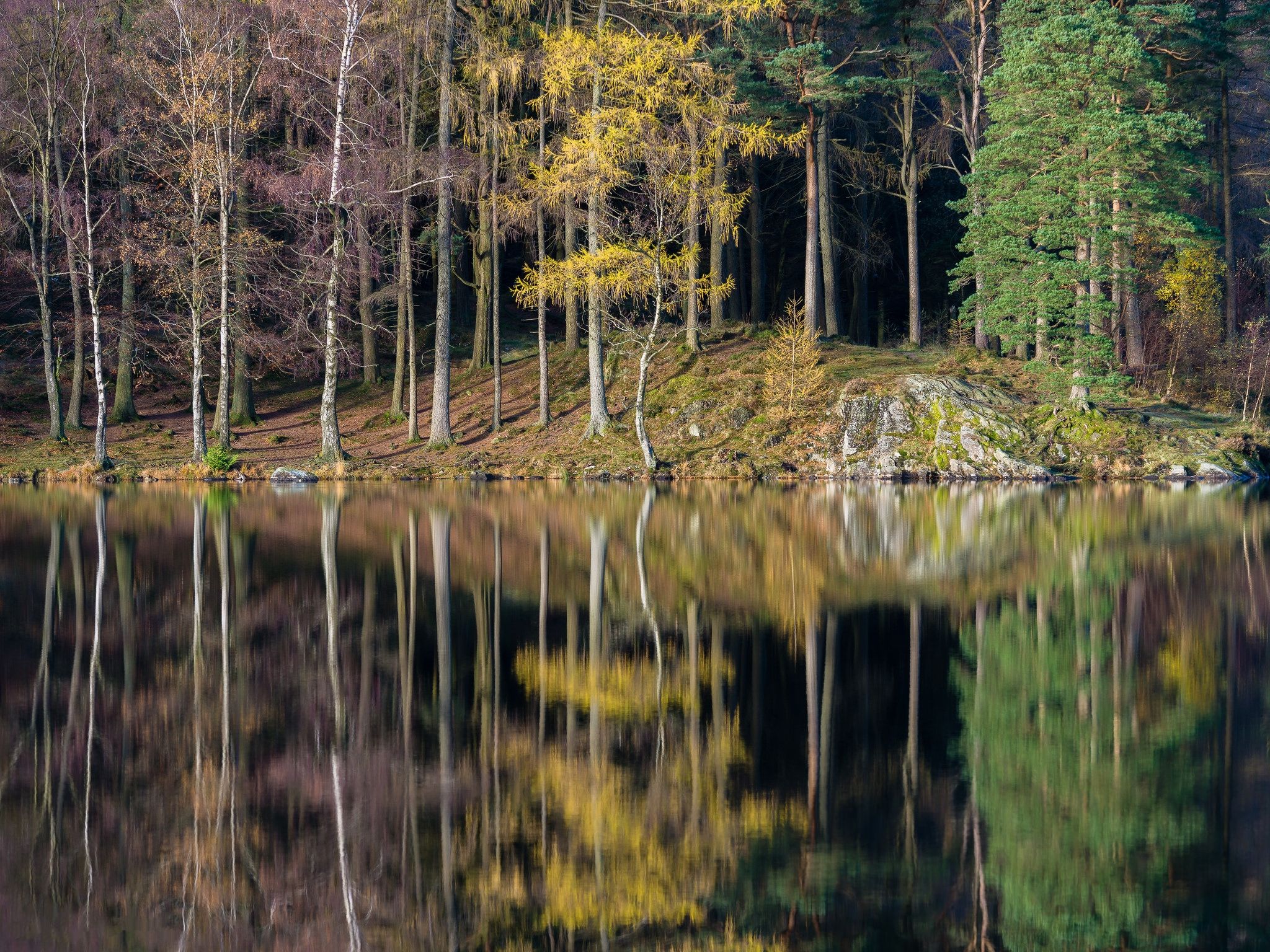 Free photo Wallpaper on table reflection, forest
