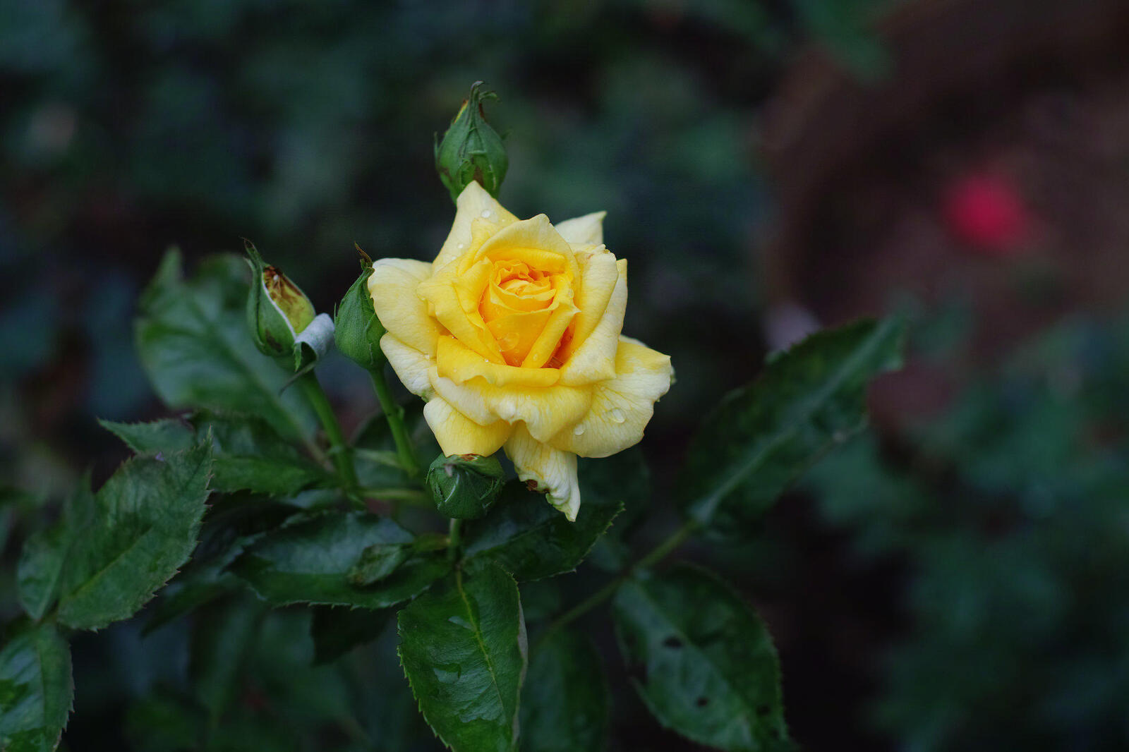 Обои флора одинокая роза желтый бутон на рабочий стол