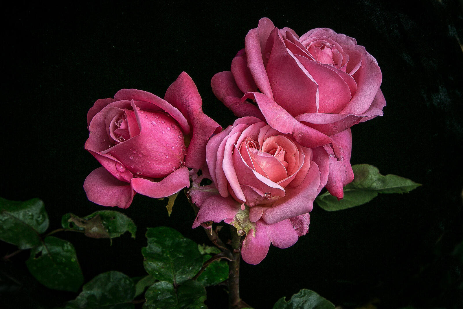 Обои розовая роза цветы три розы на рабочий стол